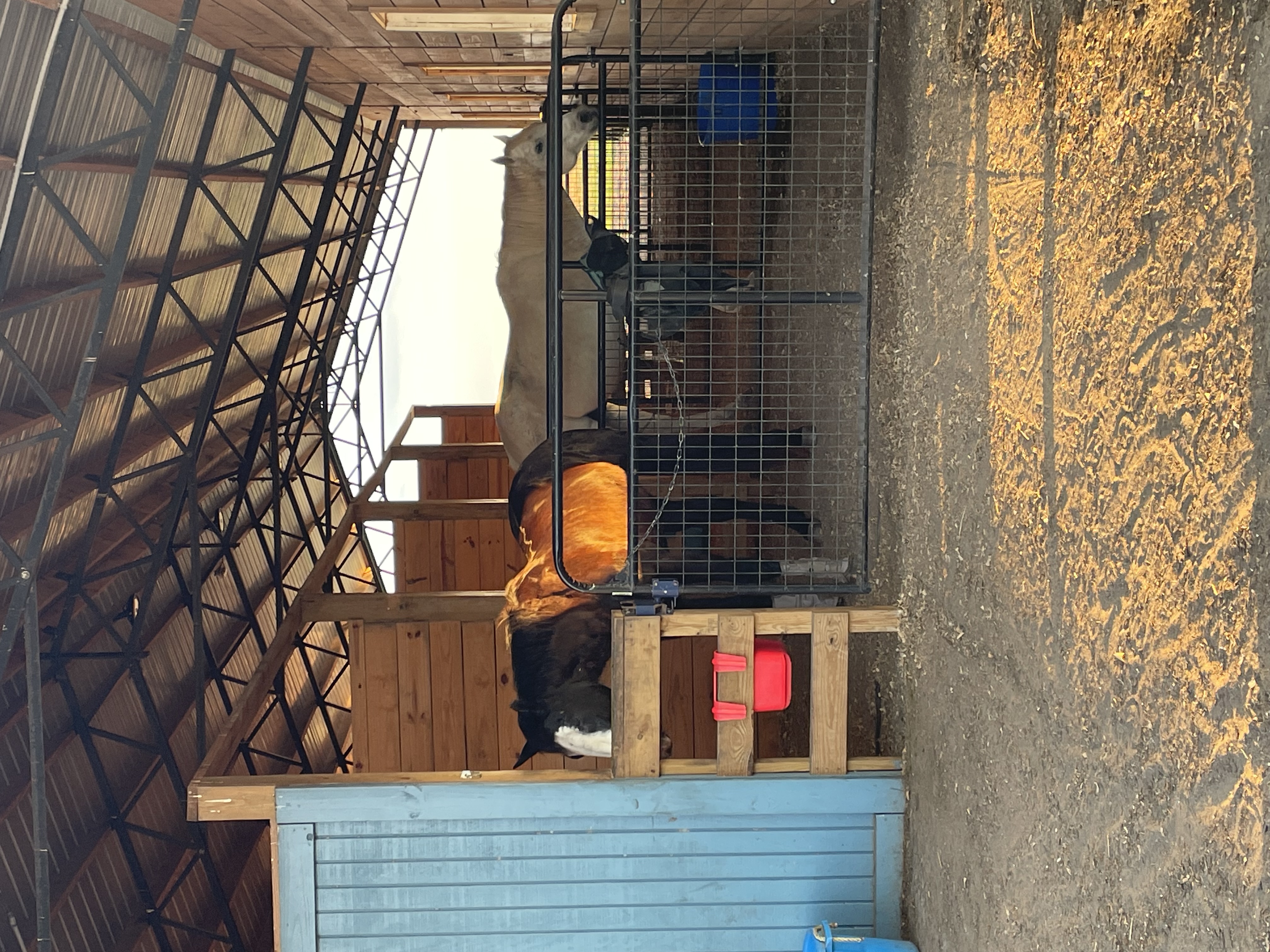 Horse barn stalls