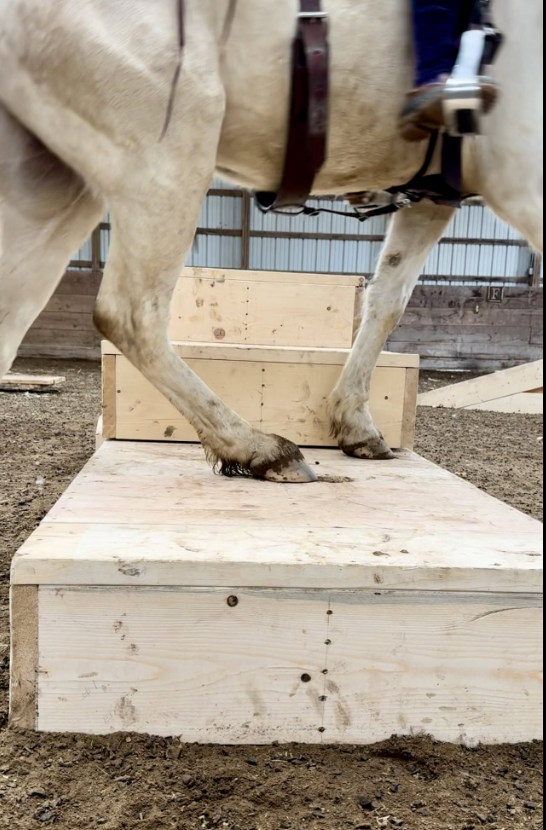 Indoor obstacle course used for both rehab, ground work/liberty, and riding