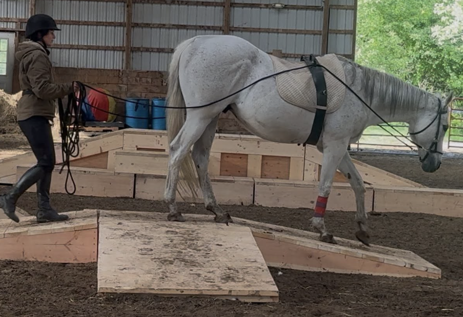 experienced care team to accommodate your equine's needs and your goals