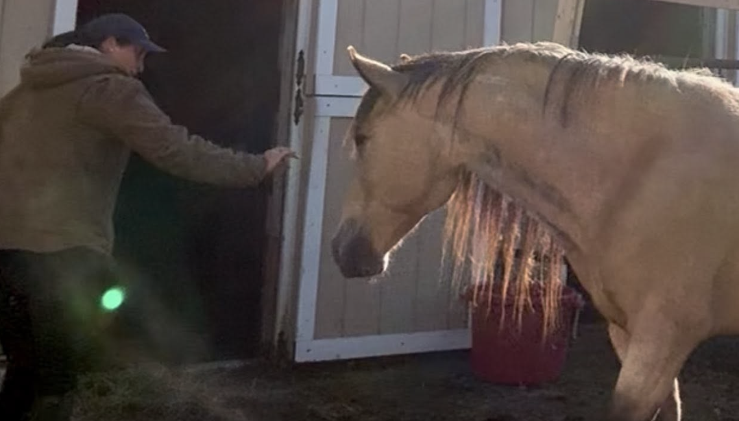 from gentling mustangs to performance warmbloods, we work with a variety of horses