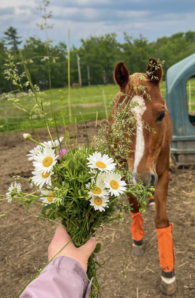 holistic care emphasizing species appropriate nutrition as a foundation