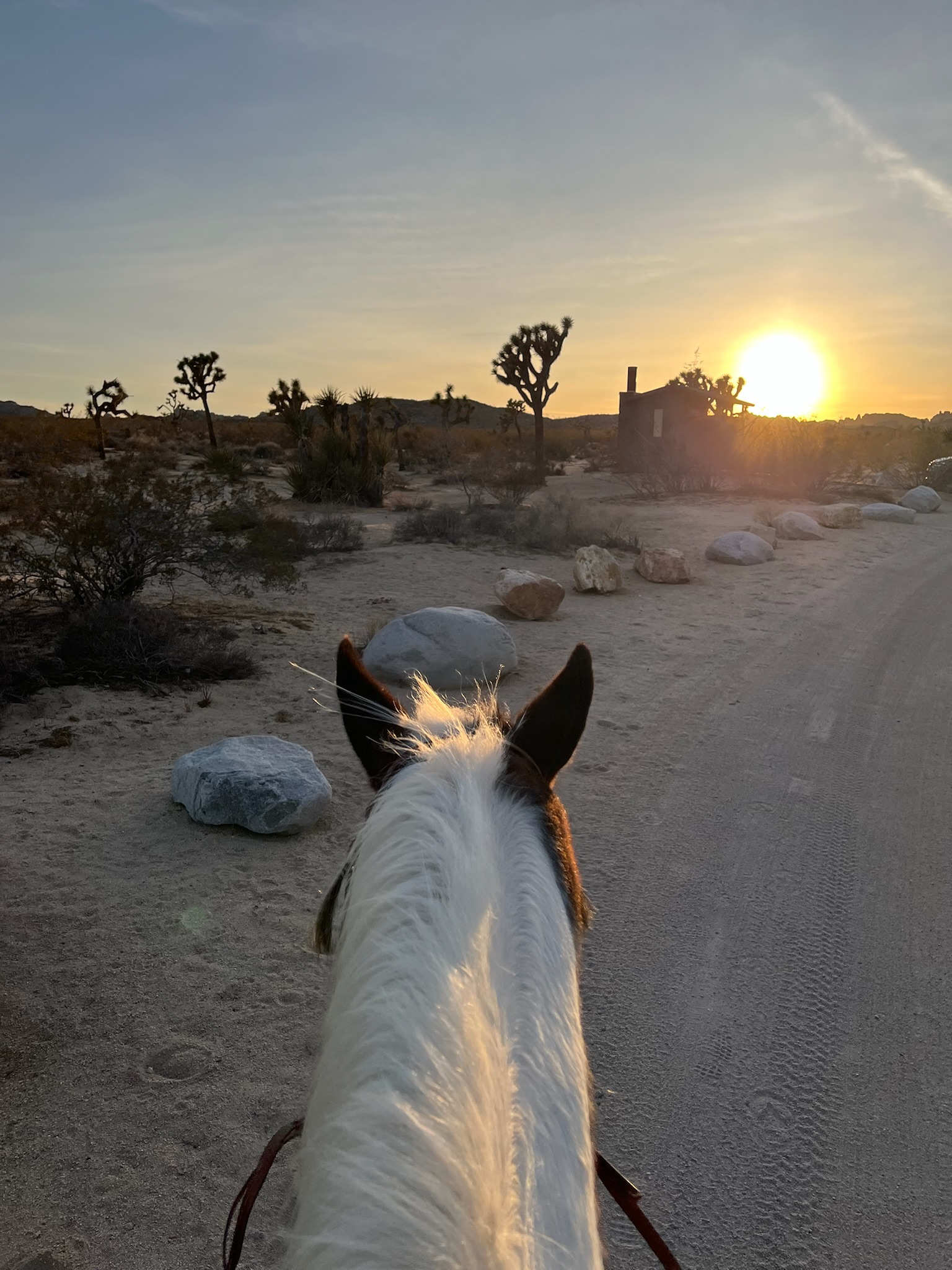 Joshua Tree National Park Trail Rides