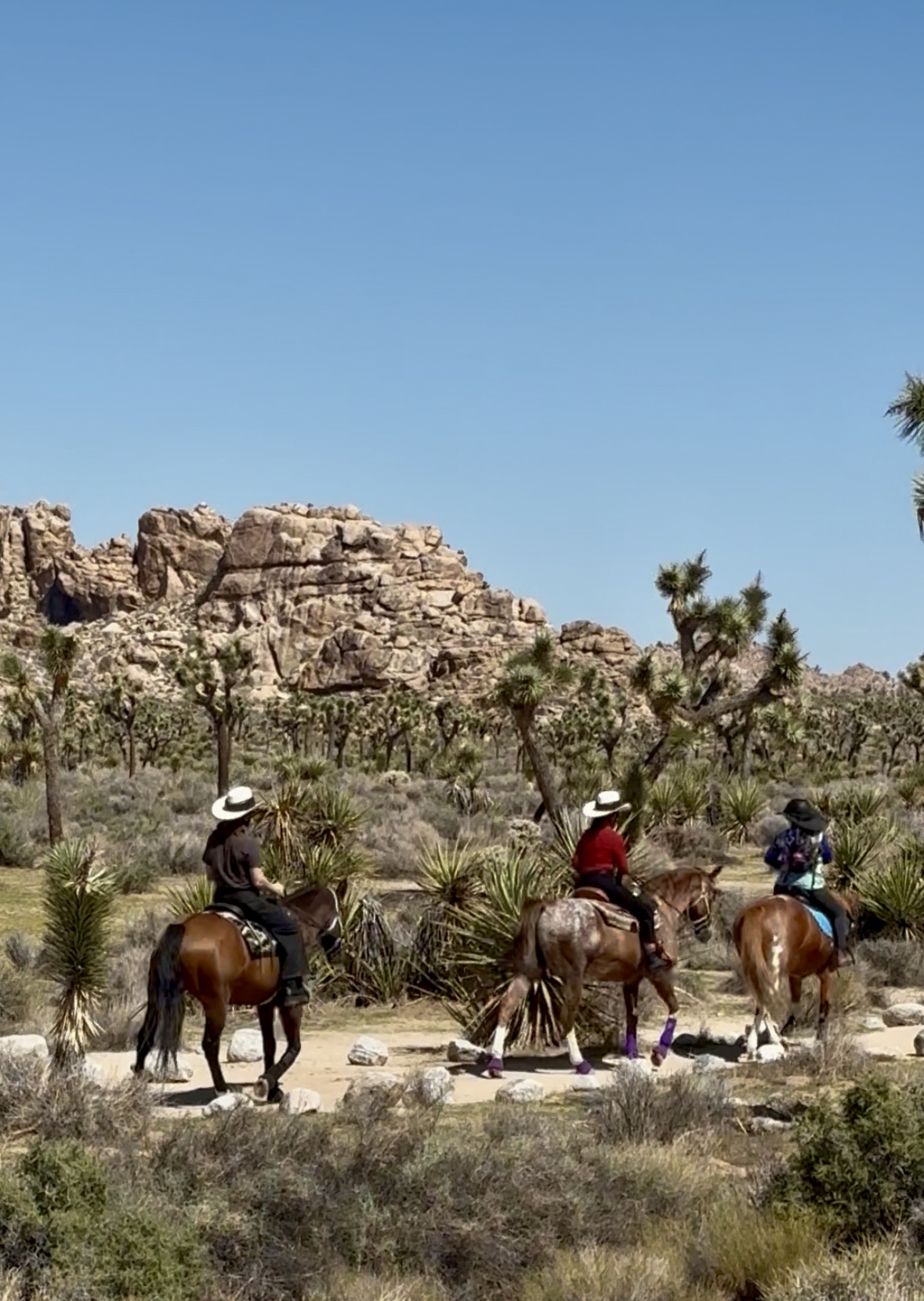 Joshua Tree National Park