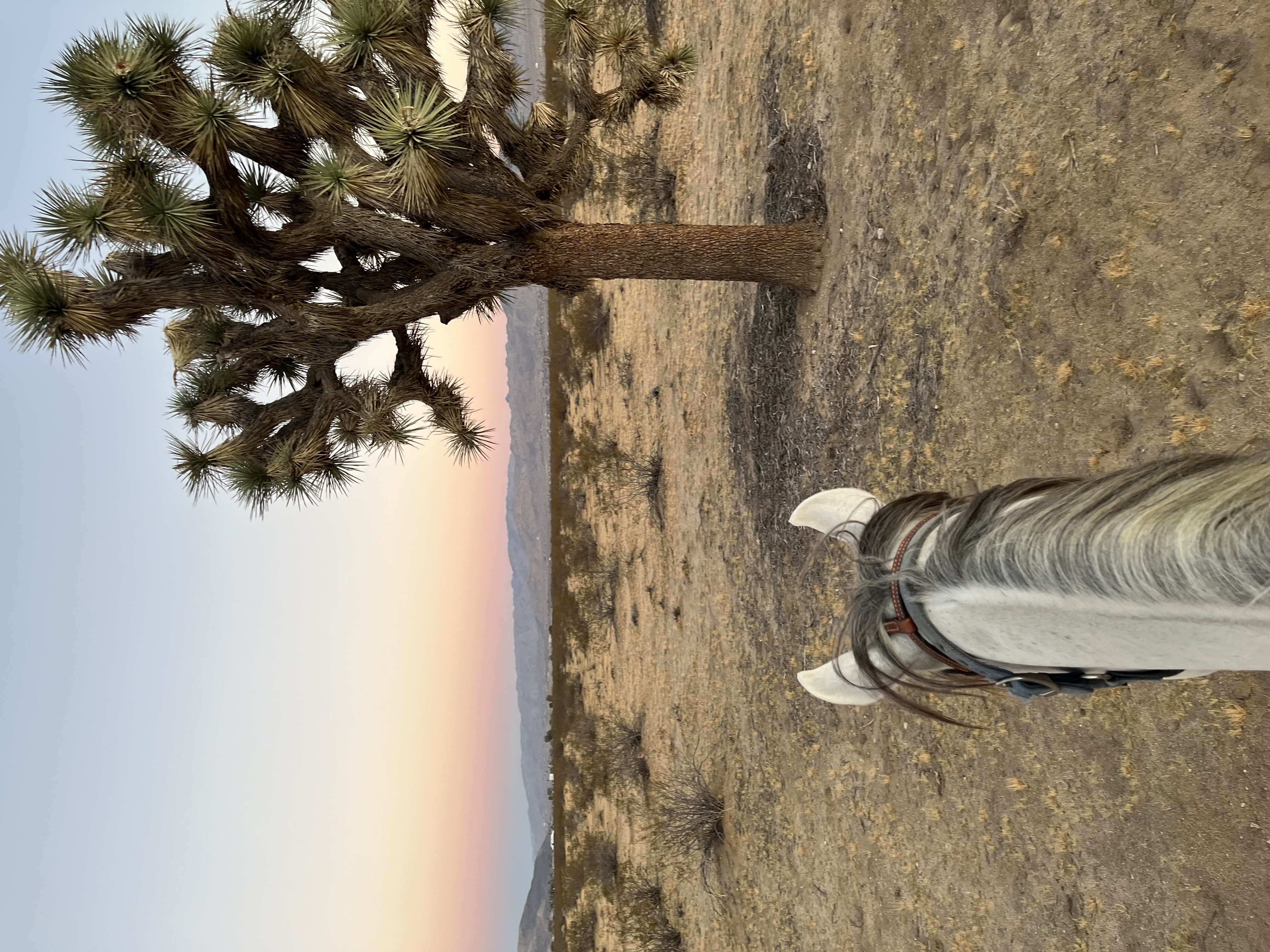 Sunset Trail Rides
