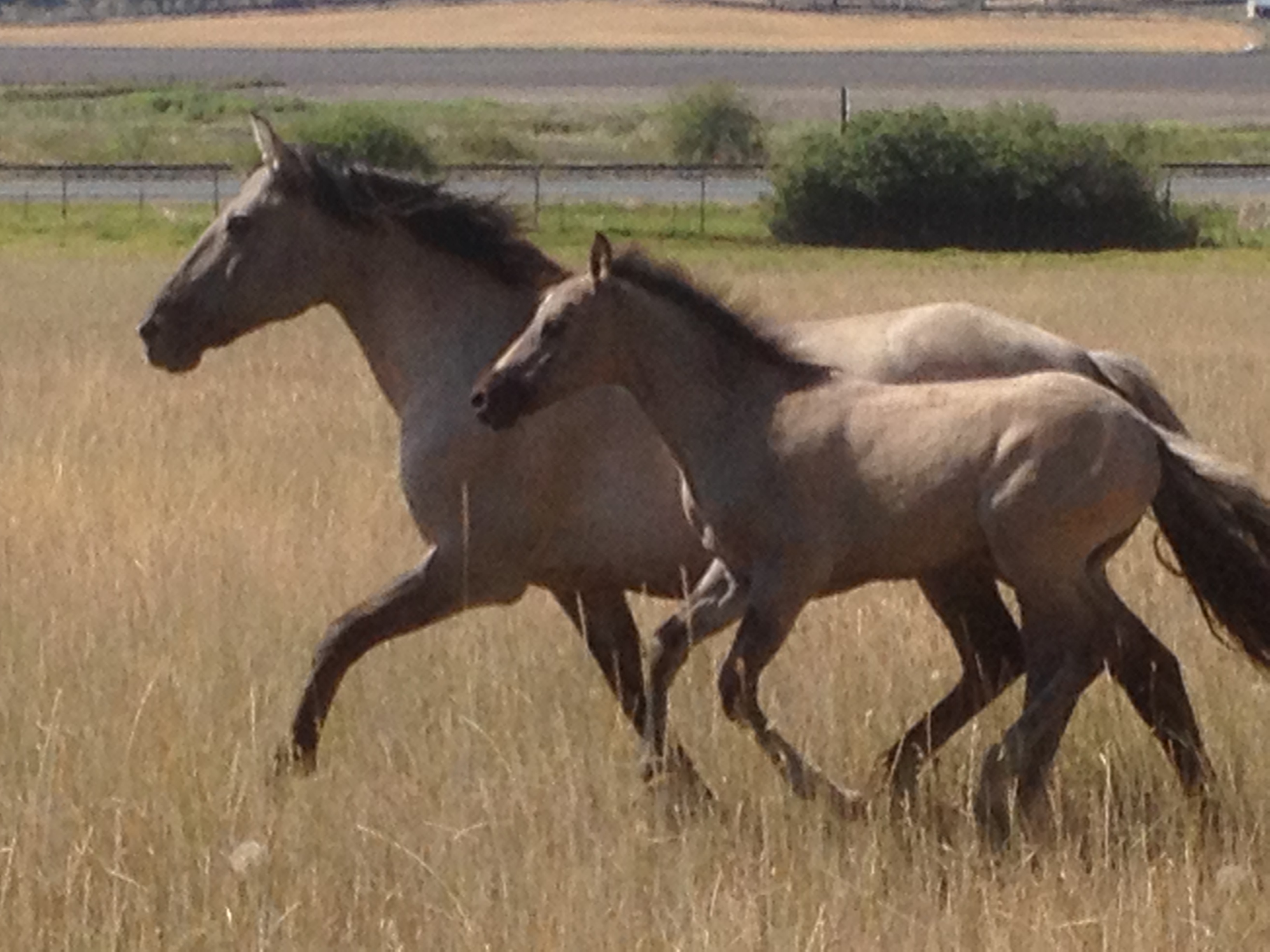 mare and foal