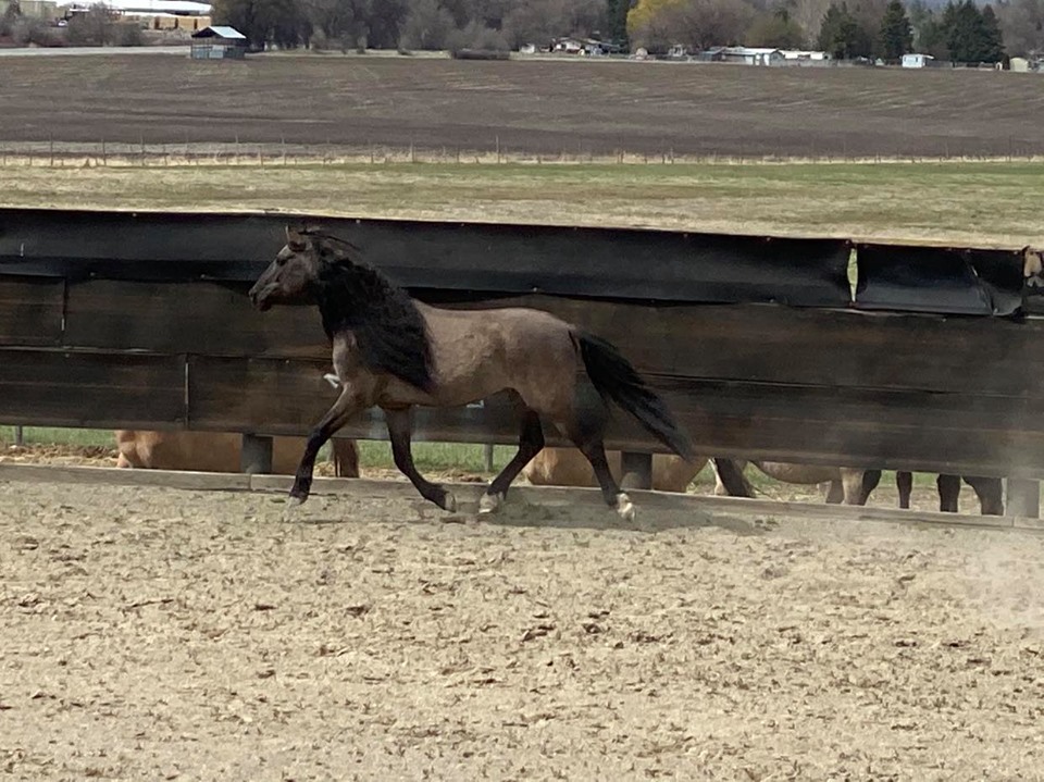 large outdoor loping arena