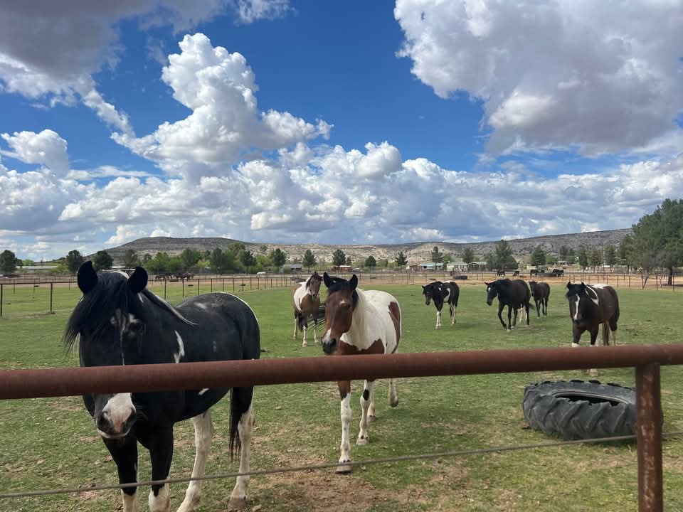 Free roaming horses love Nashwa Farms