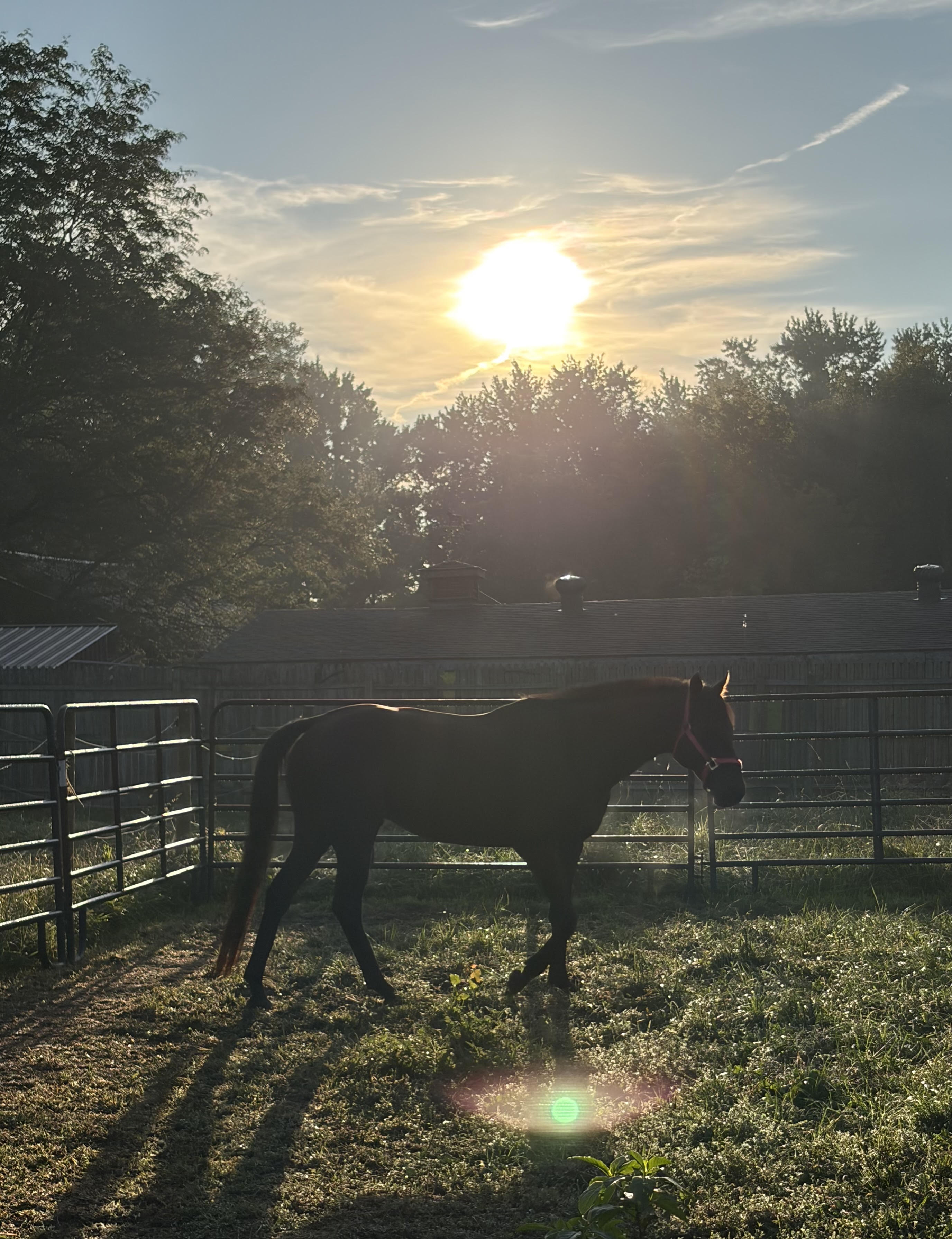 Pasture