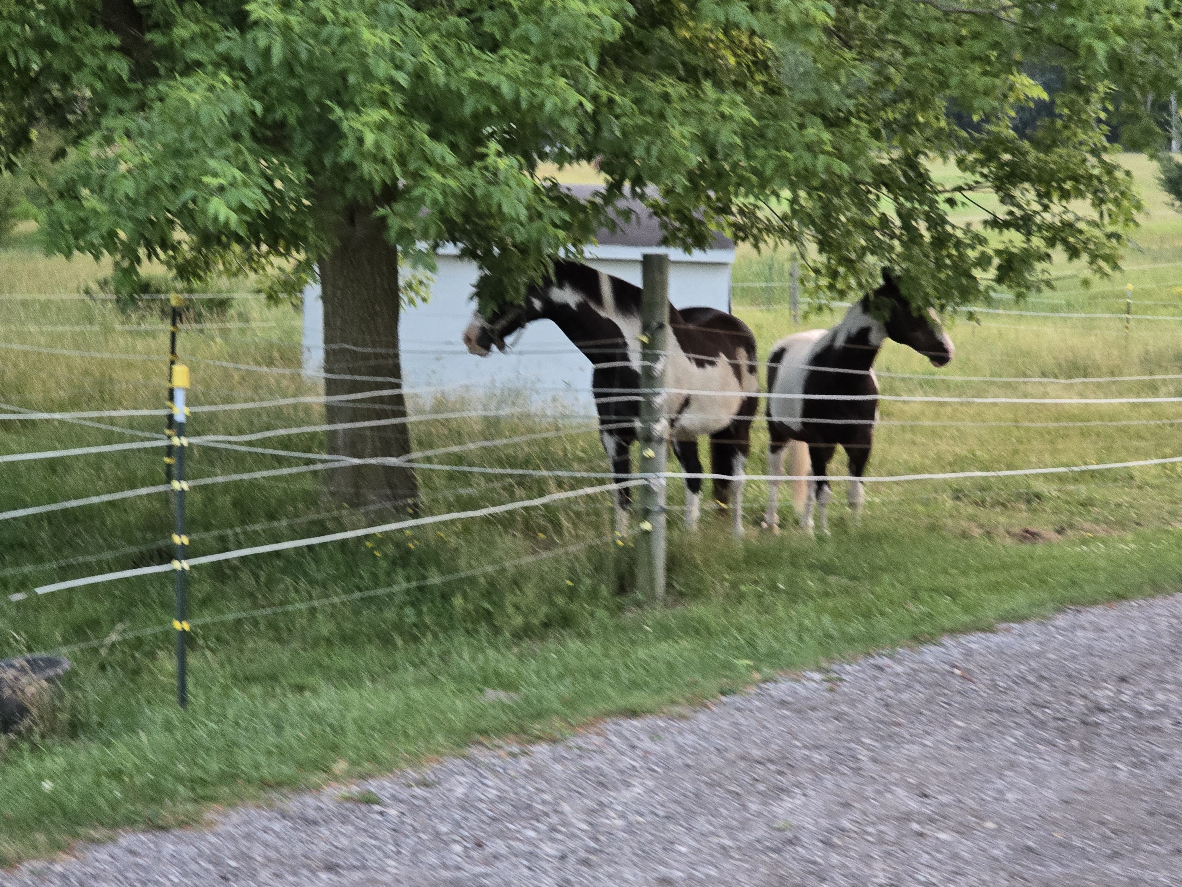 New Horizons Farm LLC