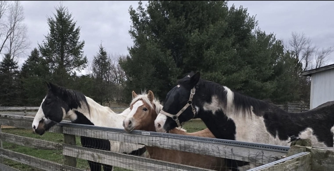 New Horizons Farm LLC