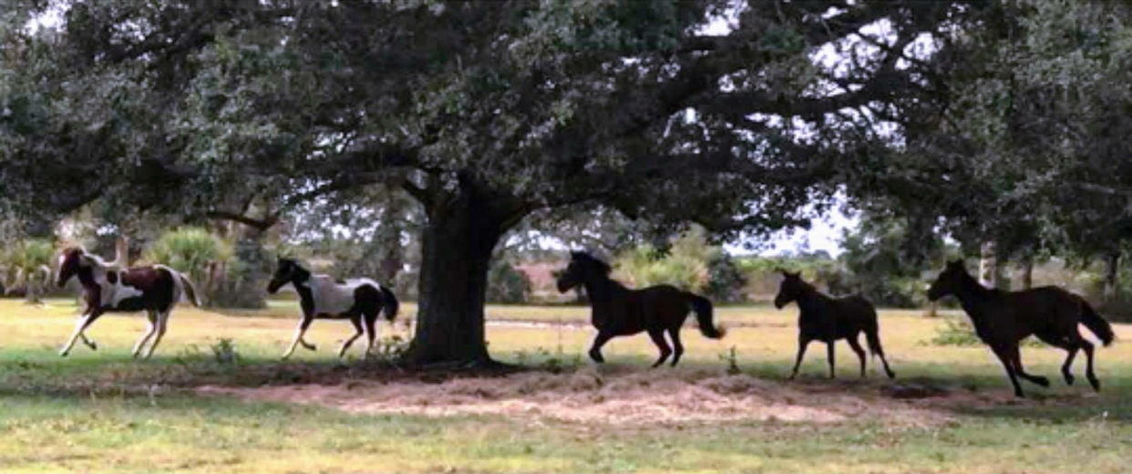 Big Oak Equine, LLC