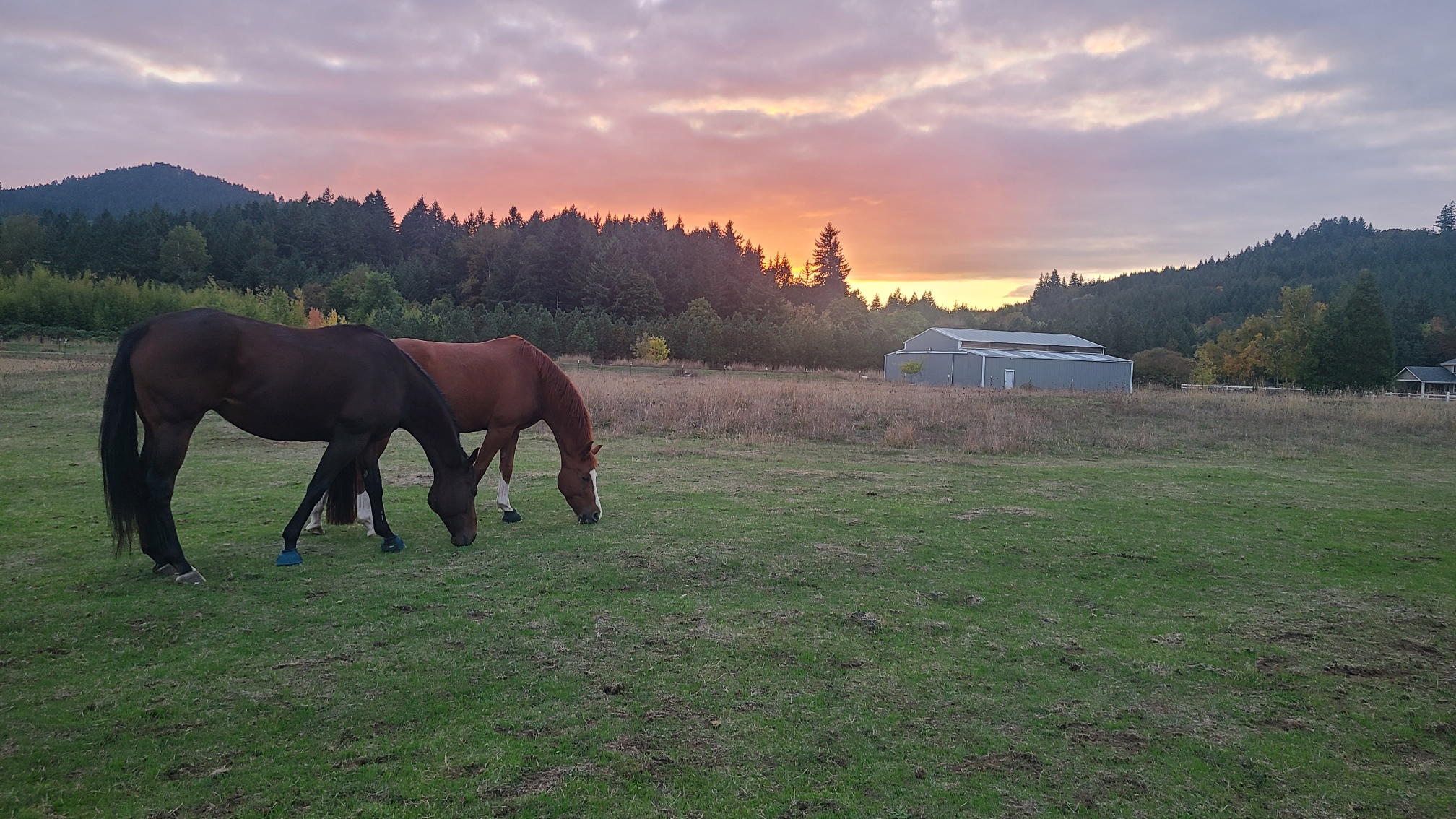 Pastures