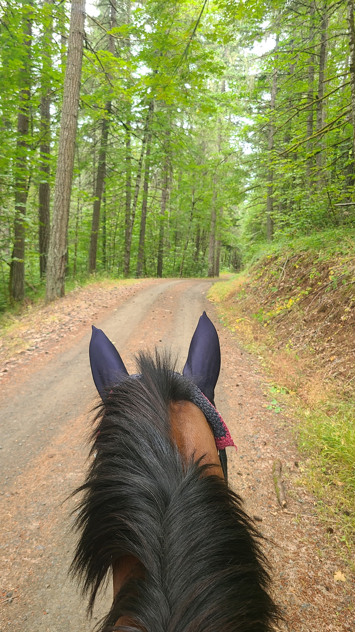 Trail in Dunn Forest