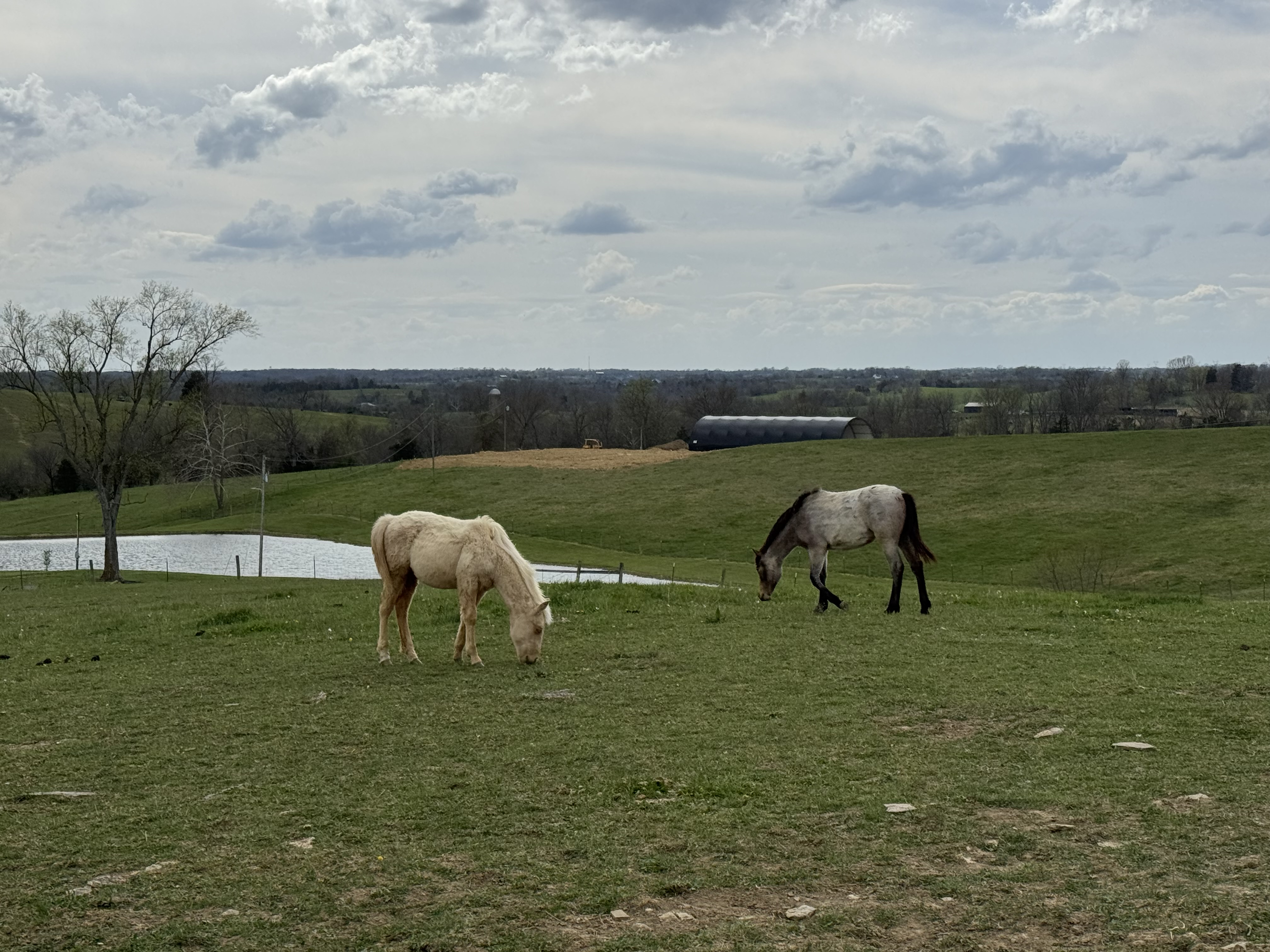 Pasture 1