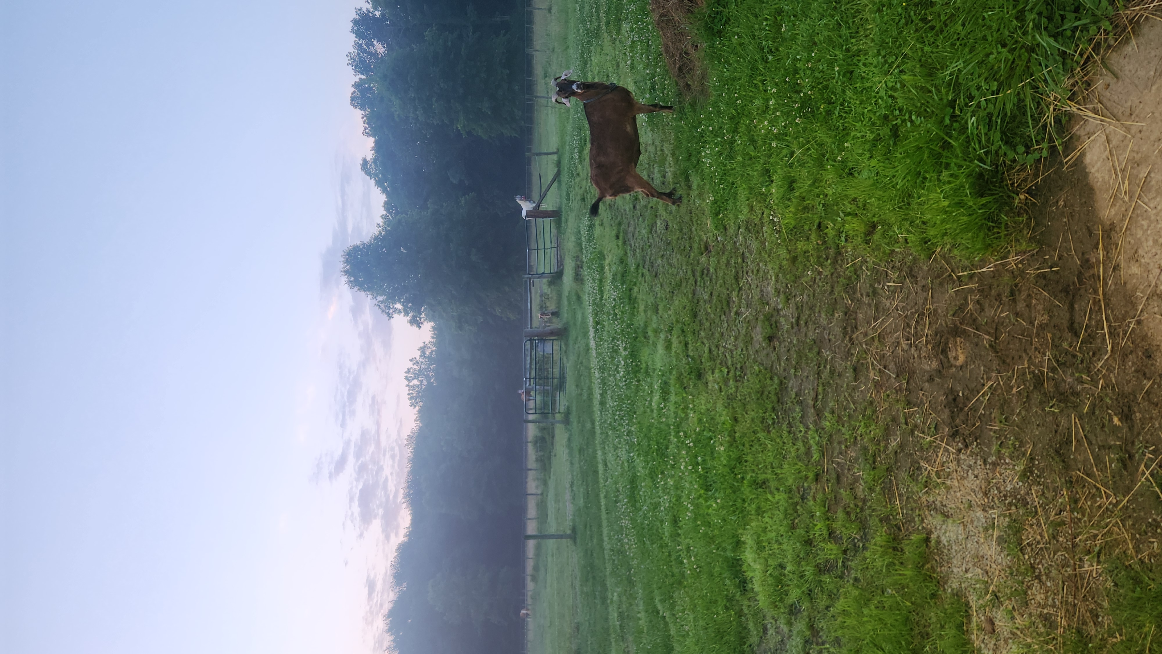 Pasture