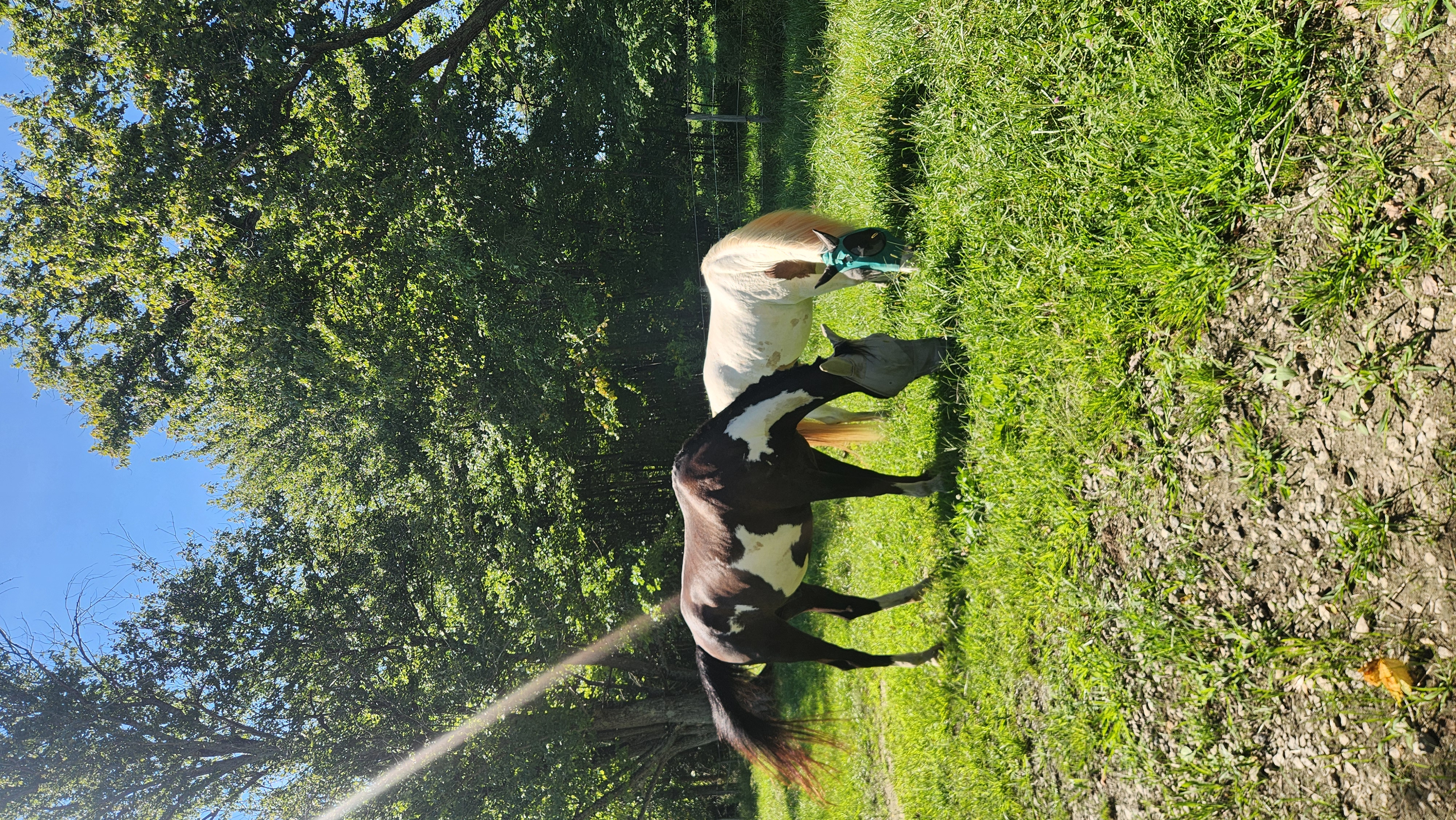 Pasture