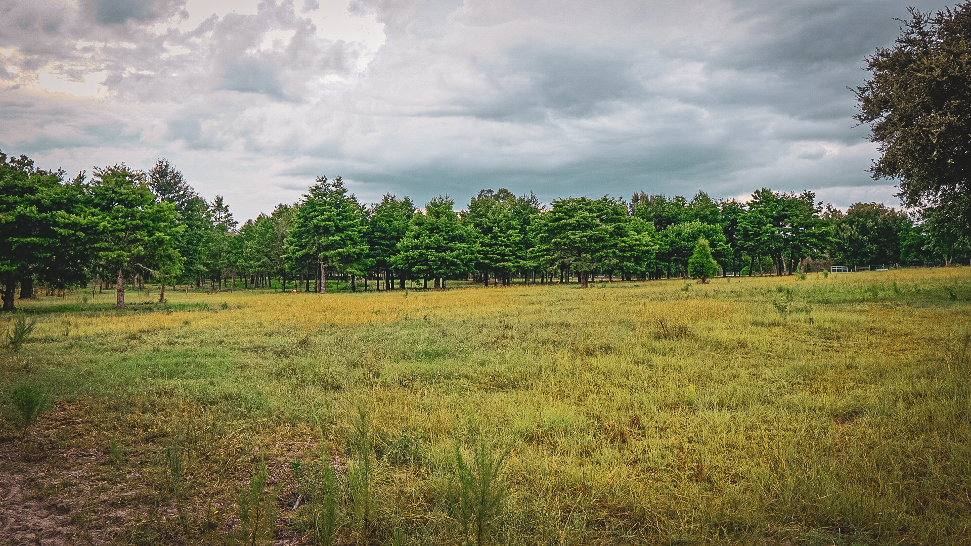 Pasture