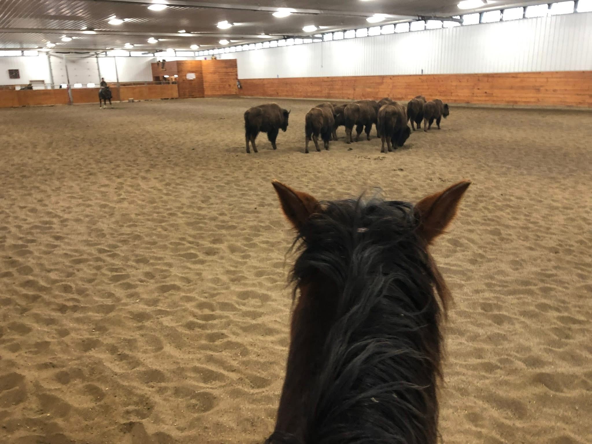 buffalo lesson