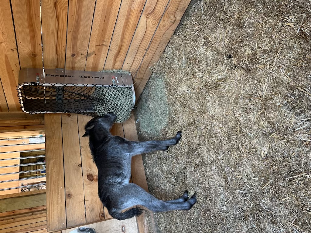 In stall hay feeders