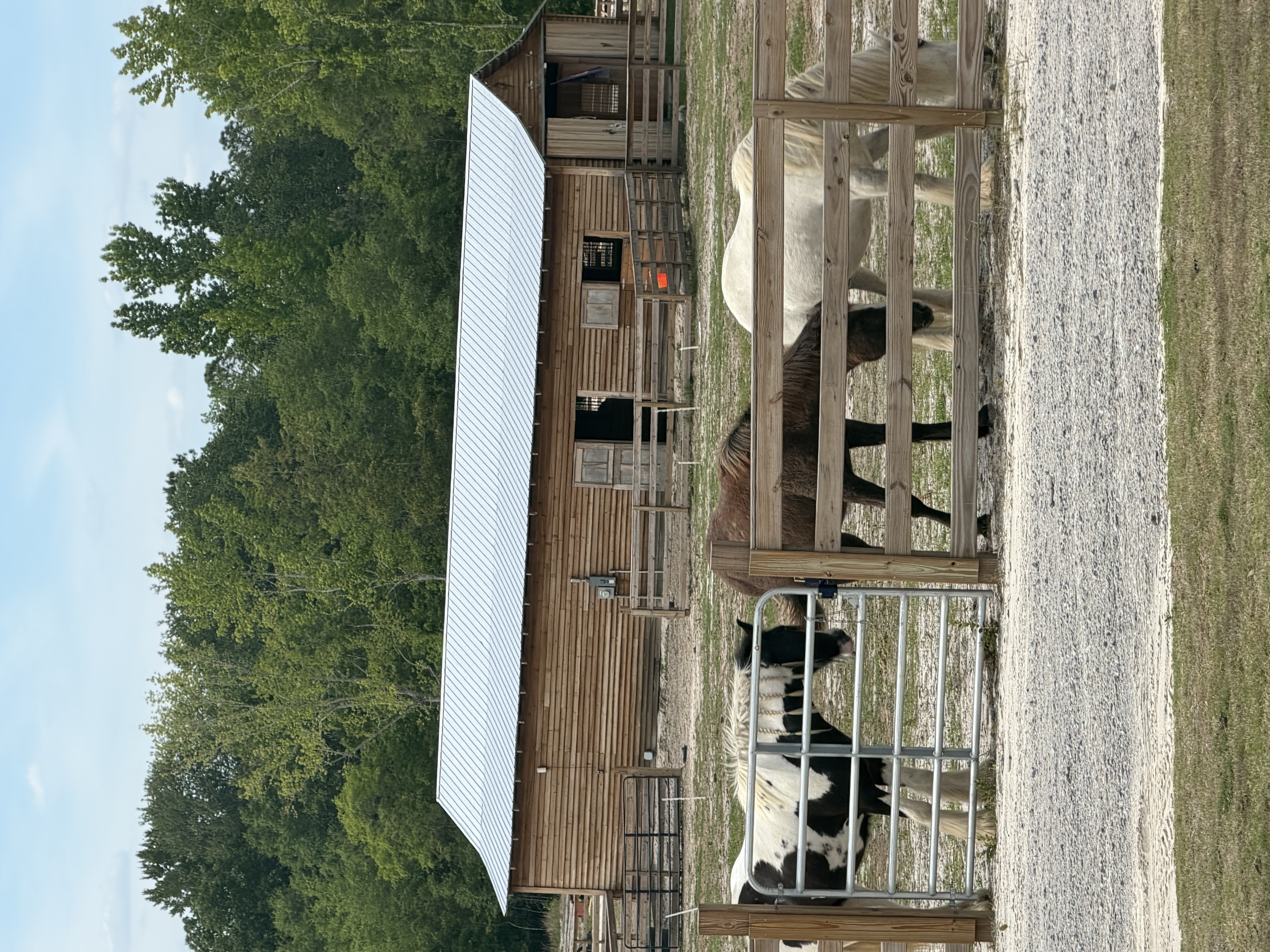 More happy horses