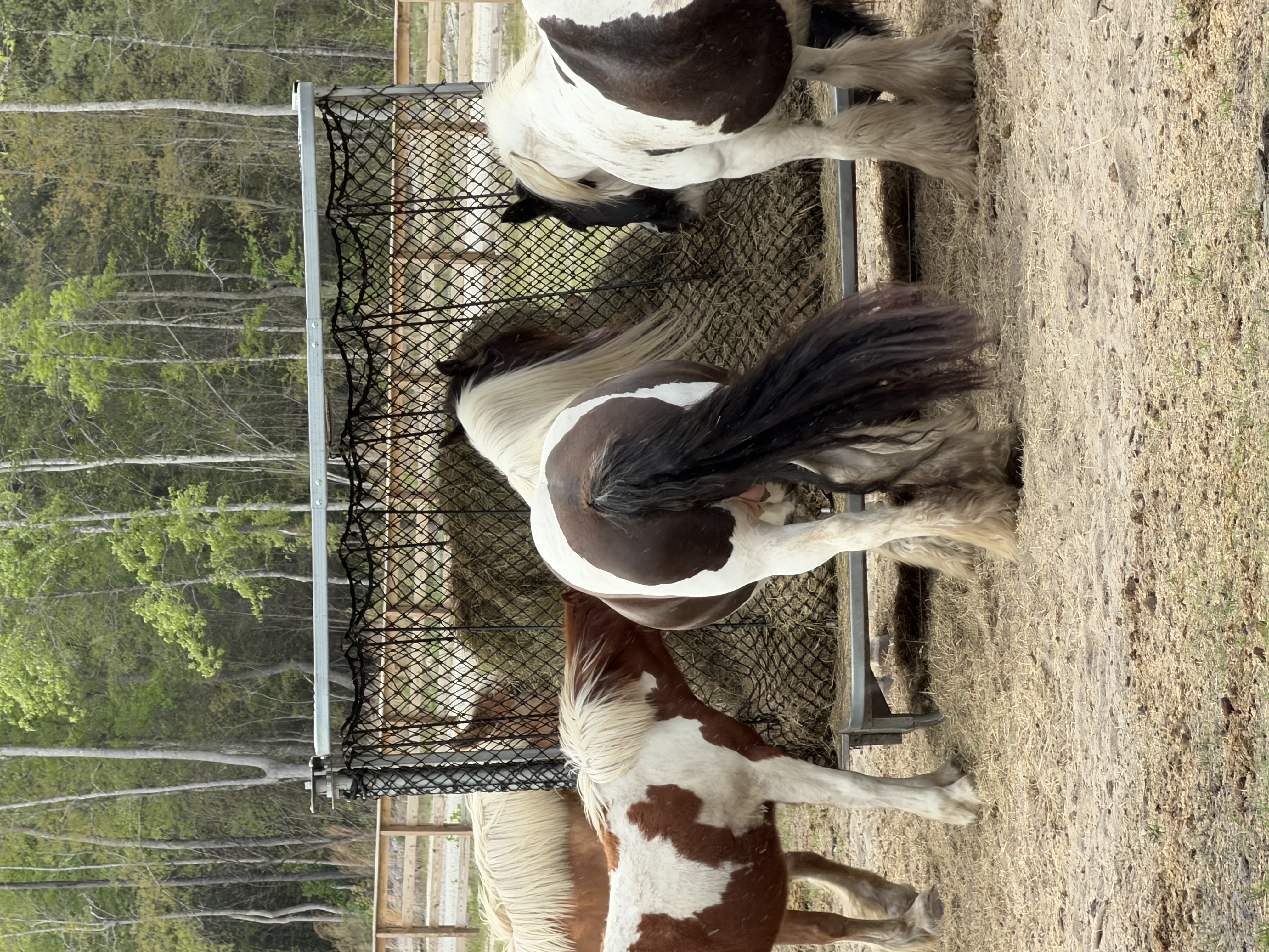 Happy horses!