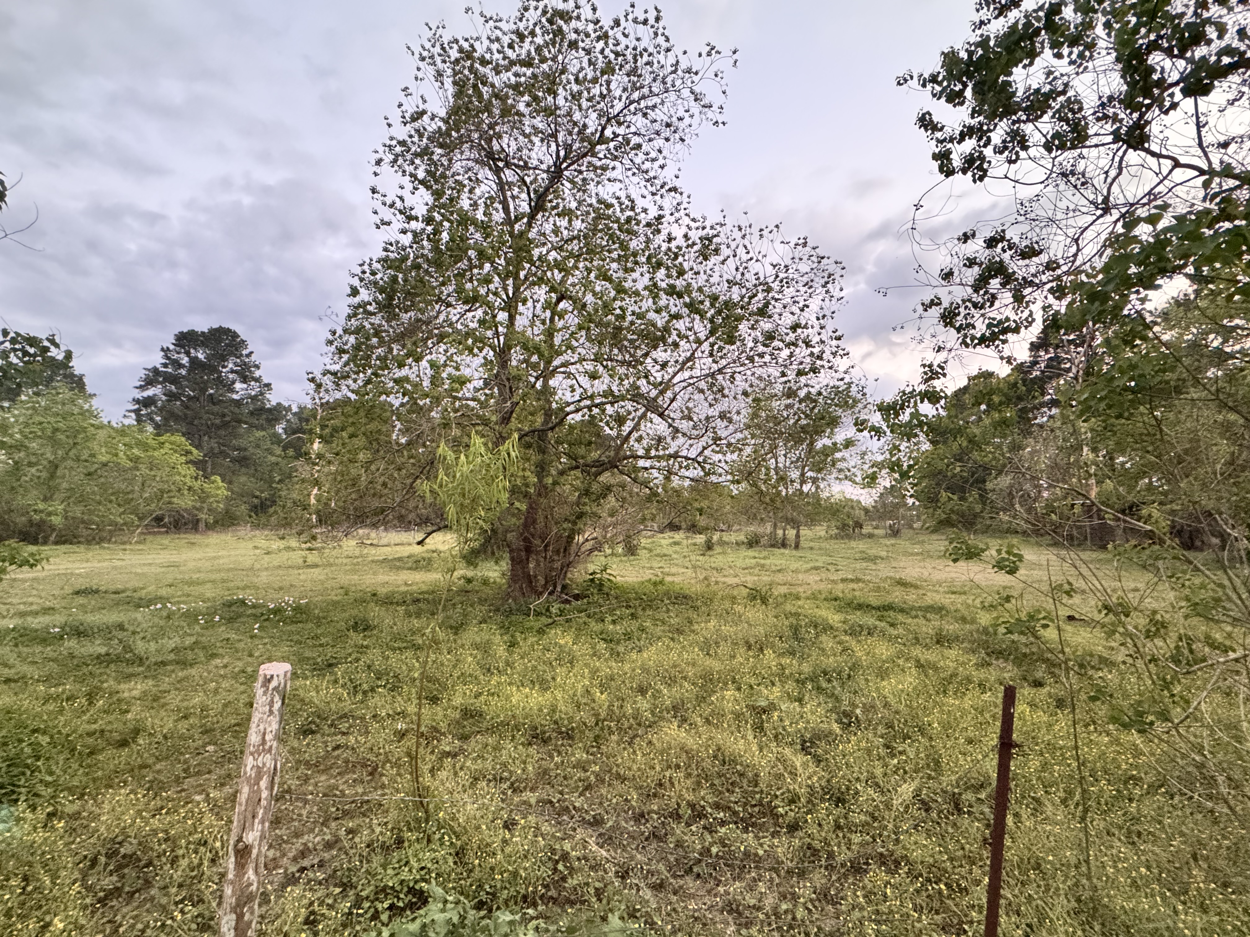 Pasture