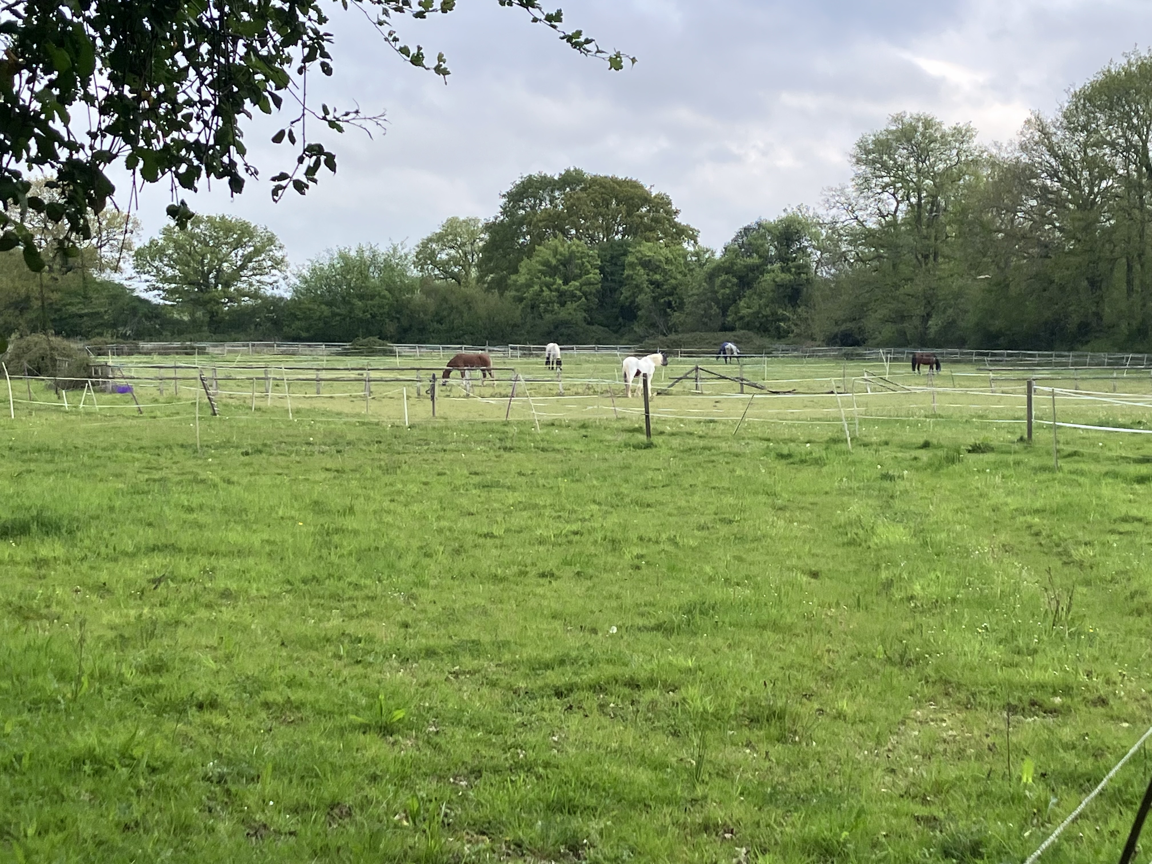Individual turnout paddocks