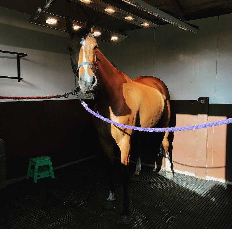 Bookham stables