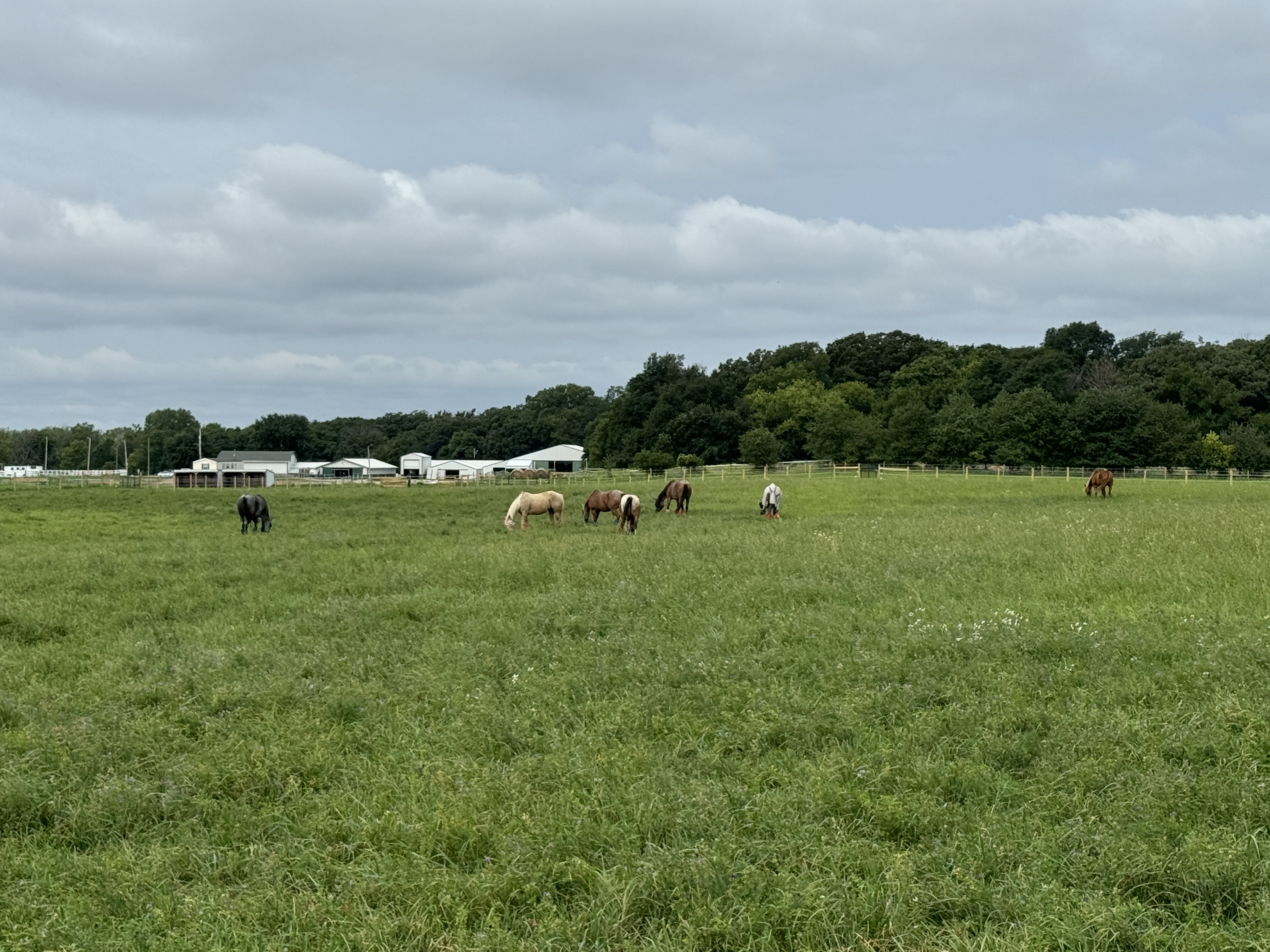 Pasture