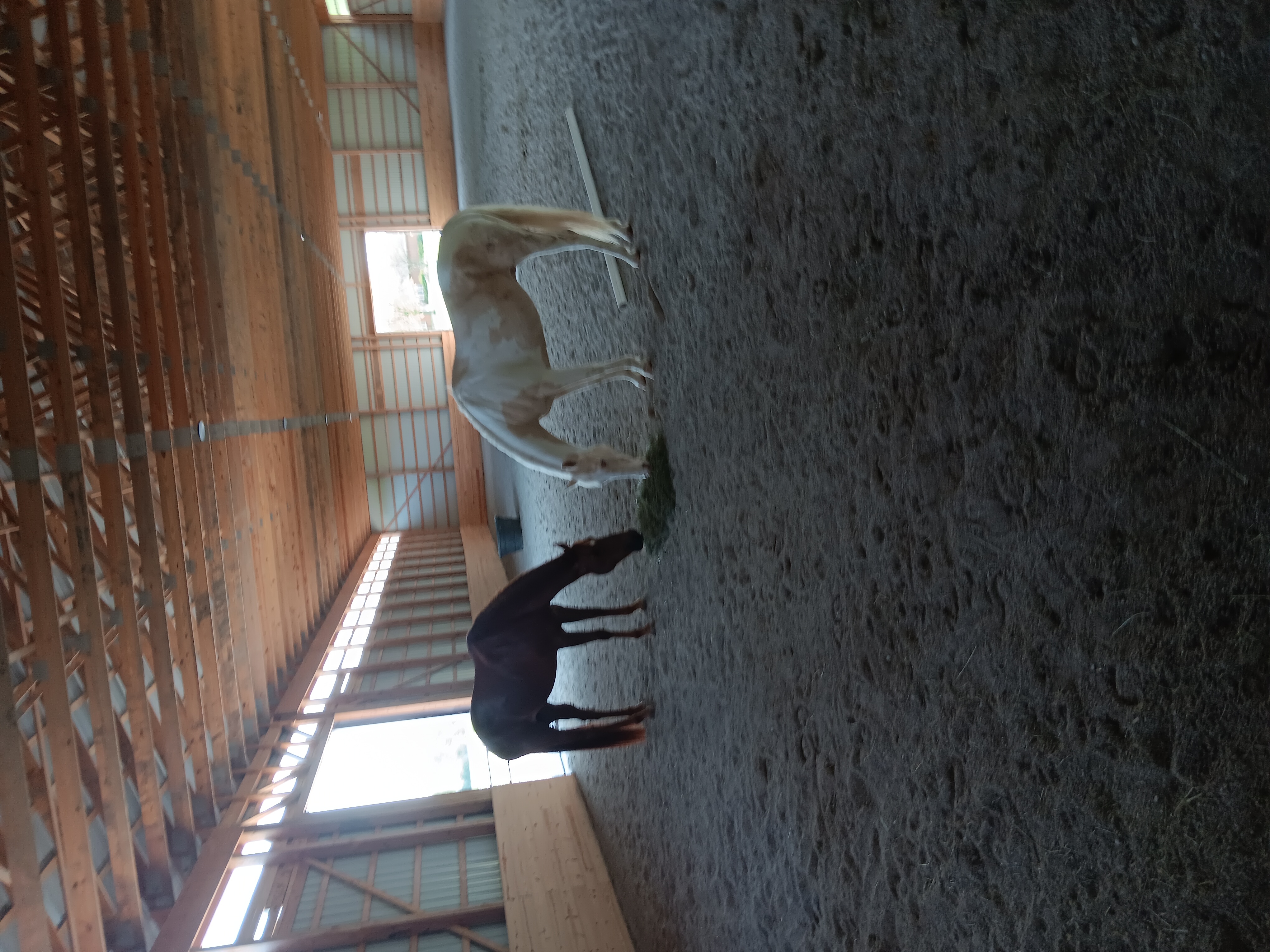 The indoor arena is also for fun