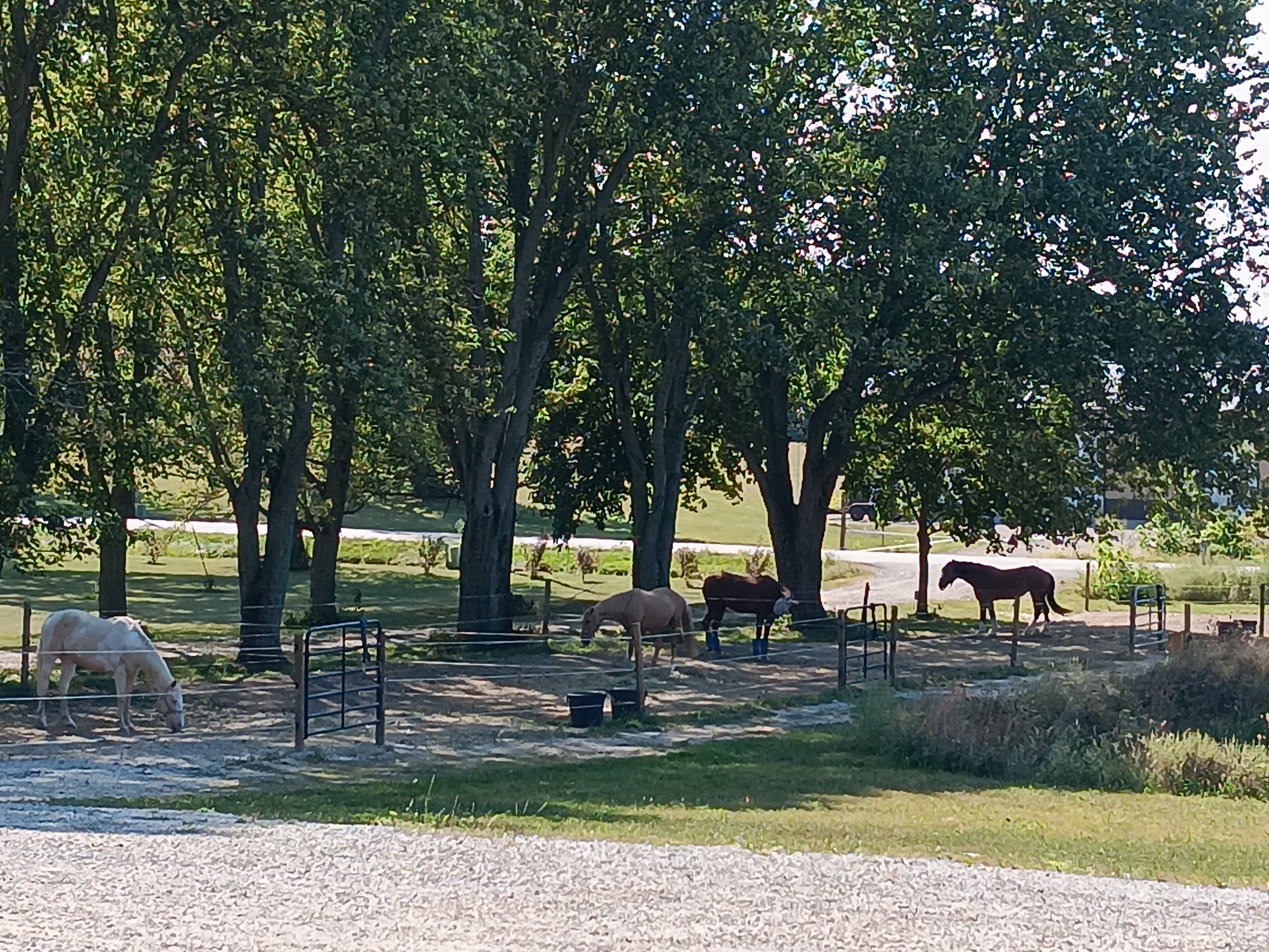 Hanging in the shade