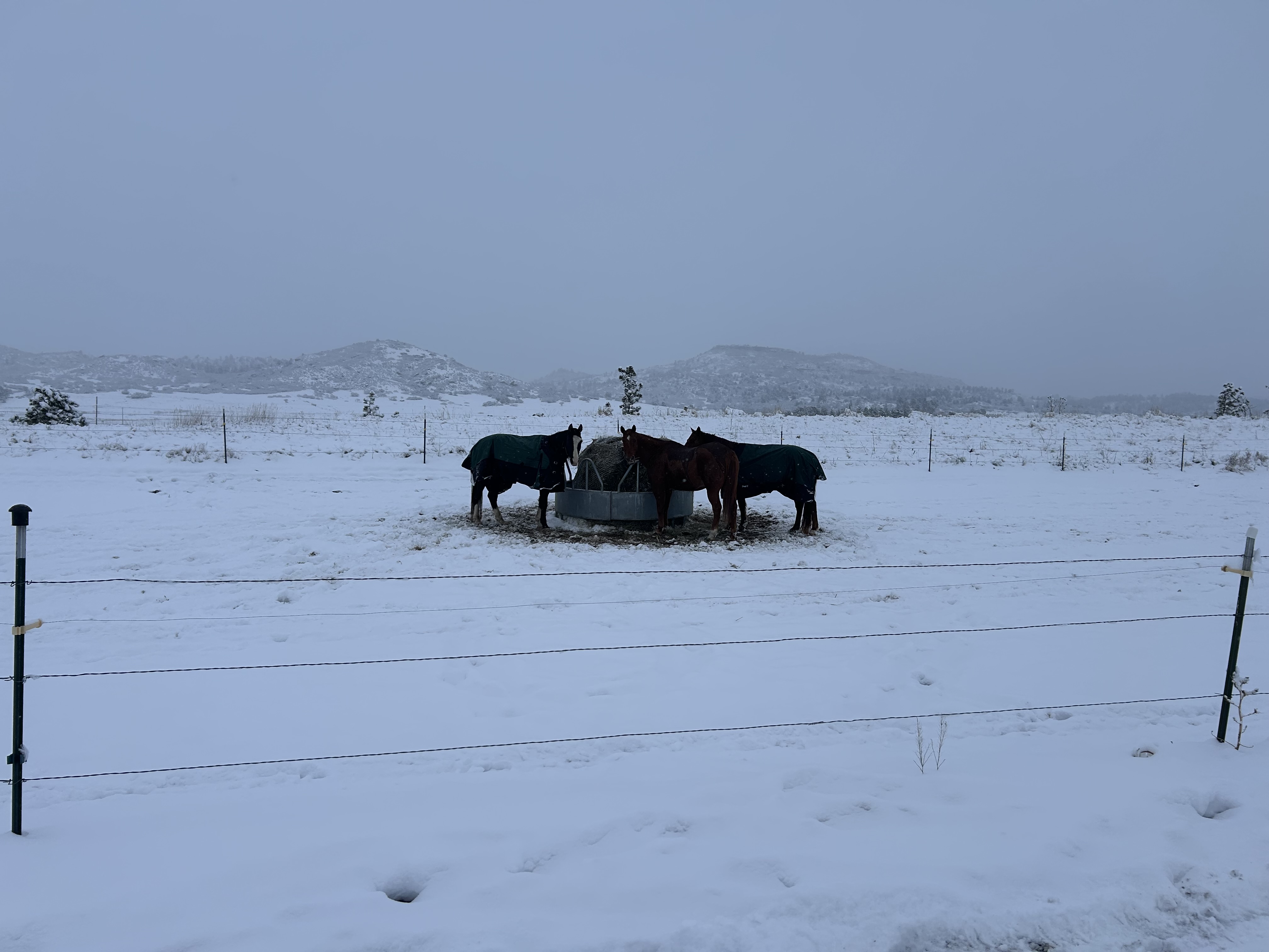 How we provide hay, with hay net and hay ring