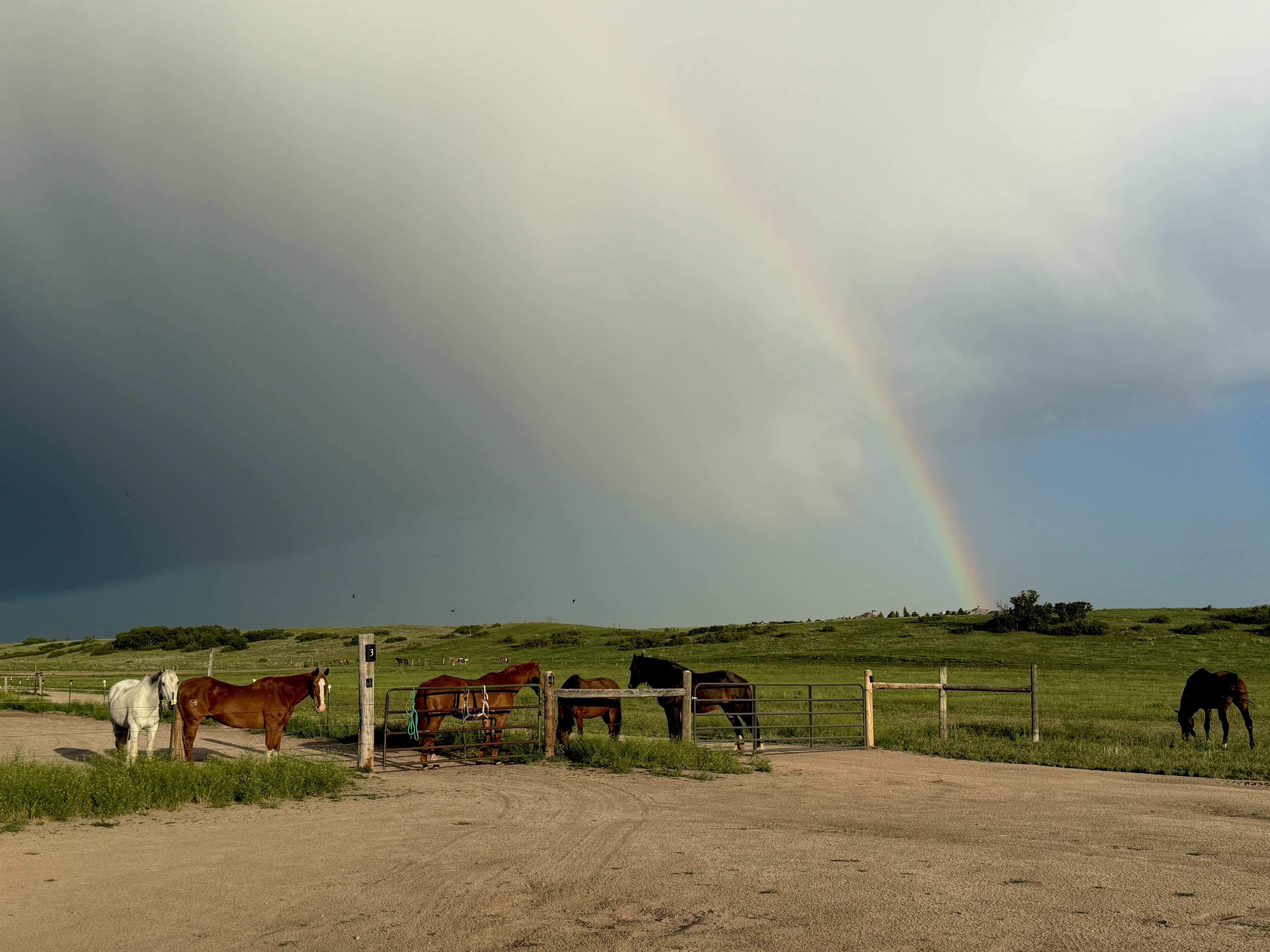 Horses in turn out, on the field