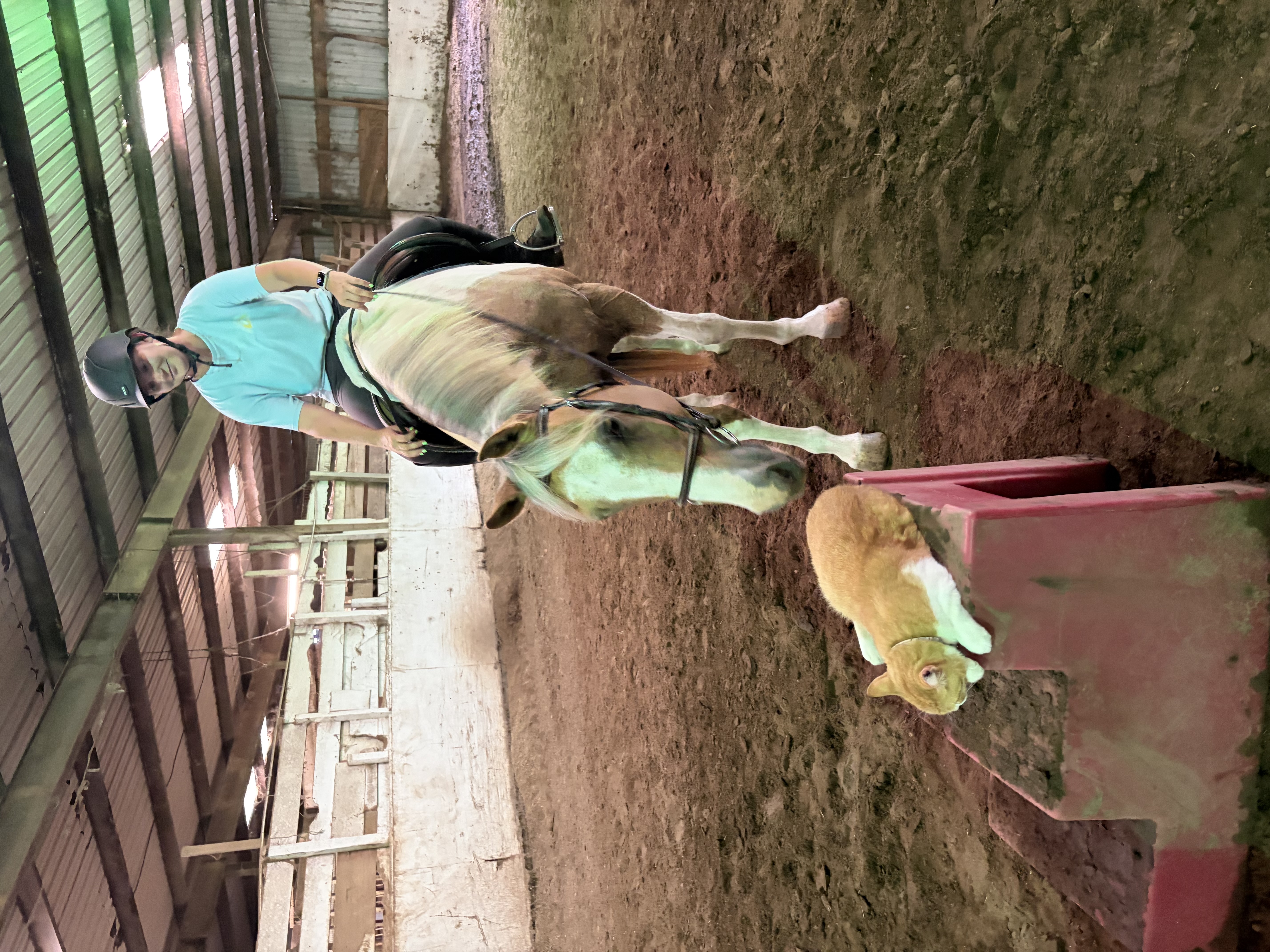 indoor arena and barn kitty