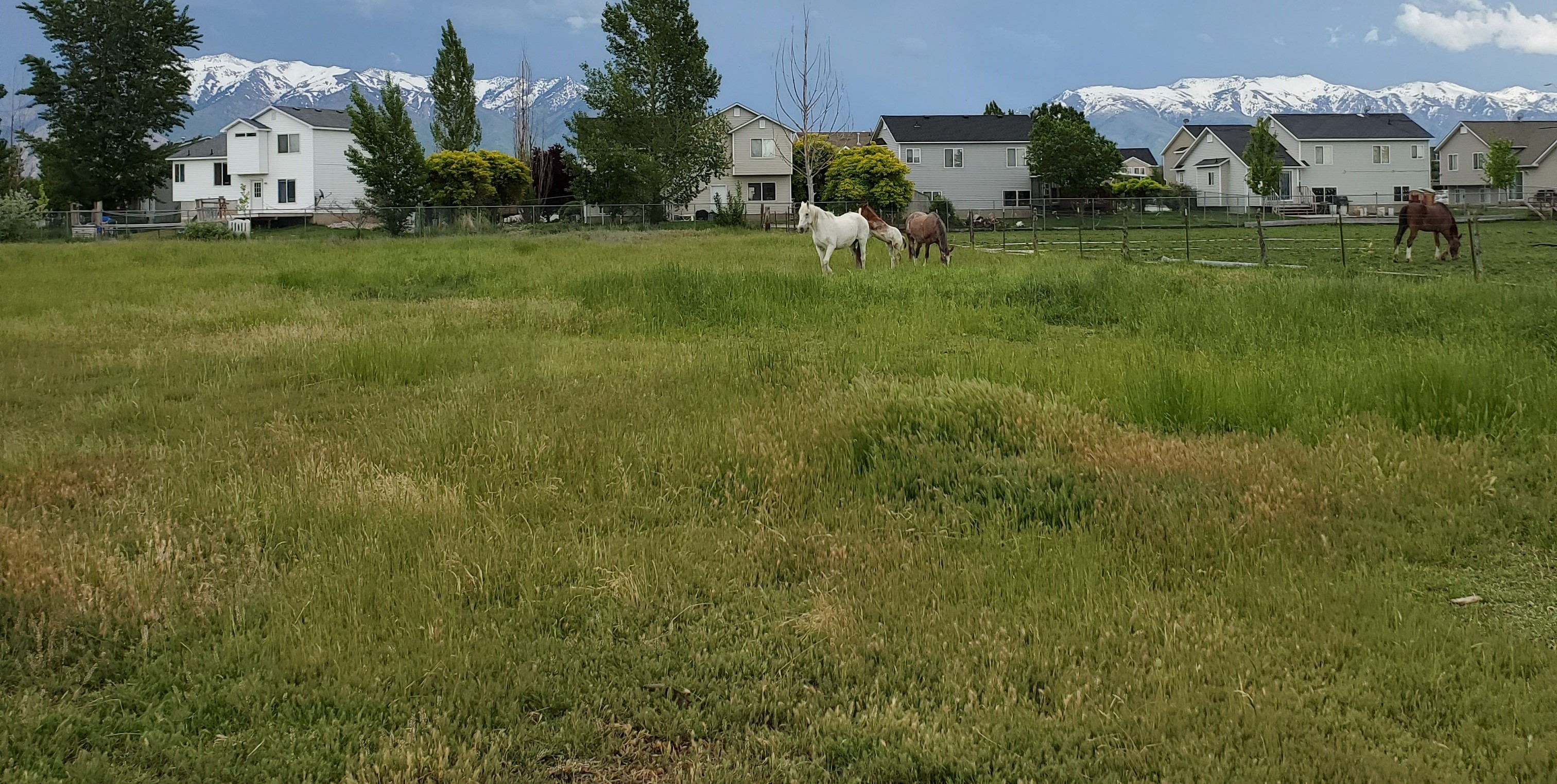 Pasture View