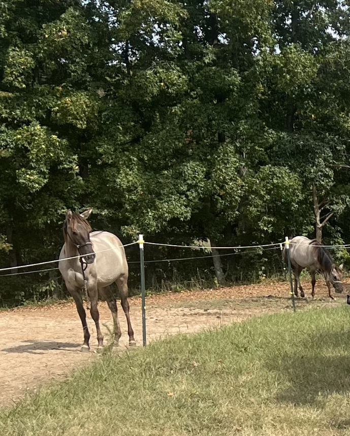 Dry lot paddock infront of barn