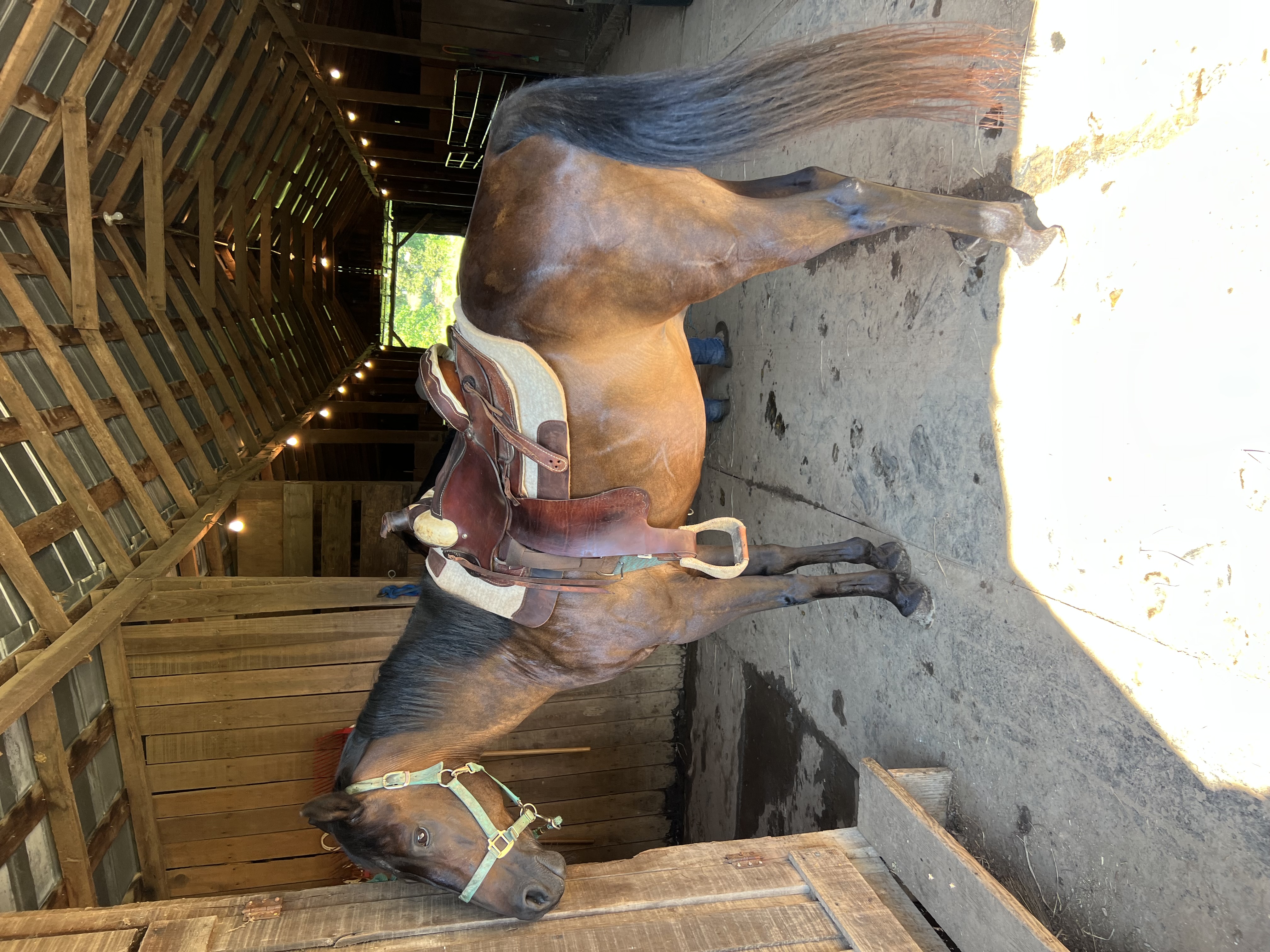 View from front of 14 stall barn with Captain