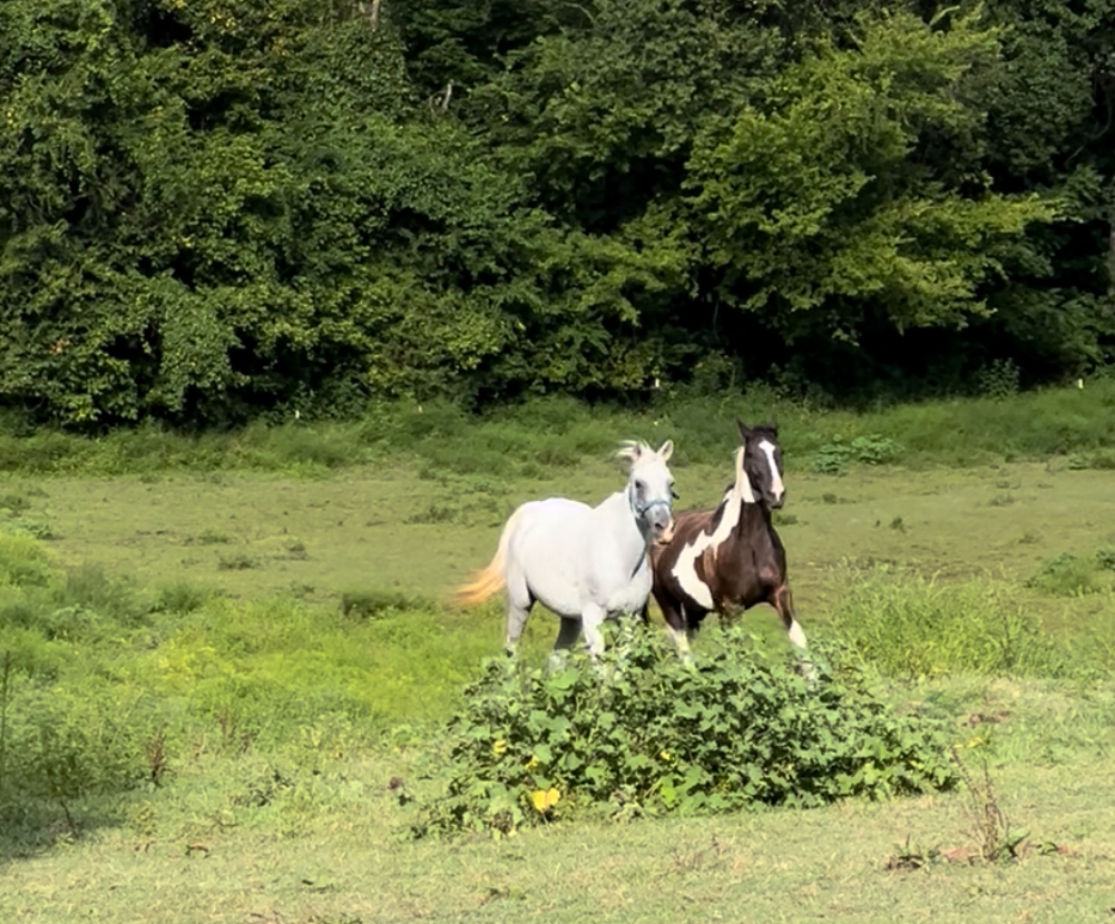 Pasture 1 near front entrance