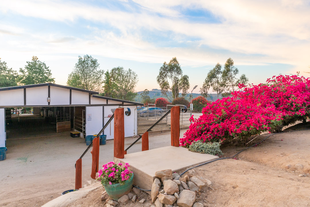 Barn entrance surrounded by bougainvillea
