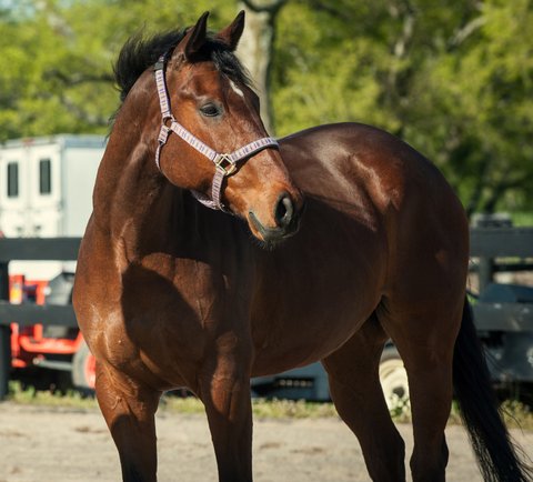 Torero OTTB