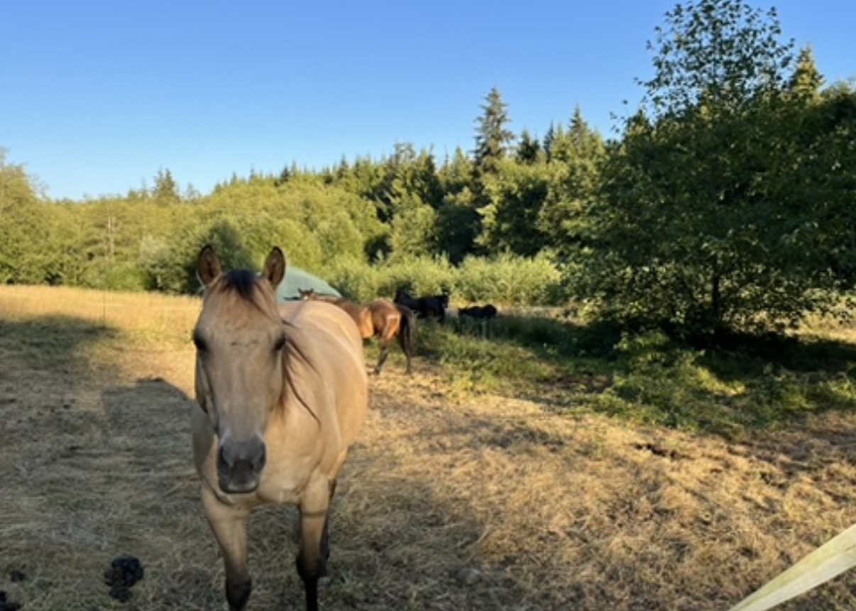 The herd ❤️