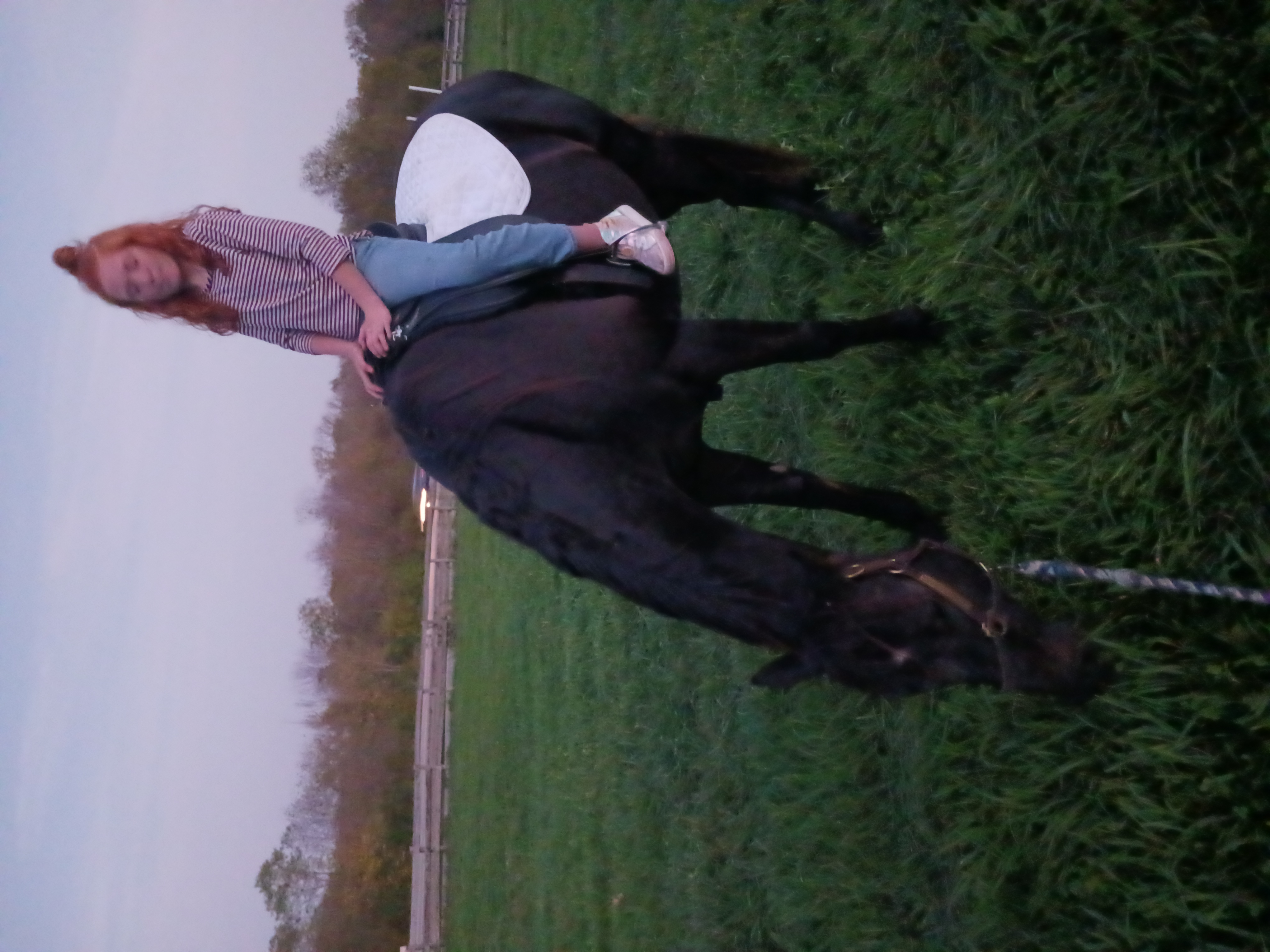 Kidd stallion