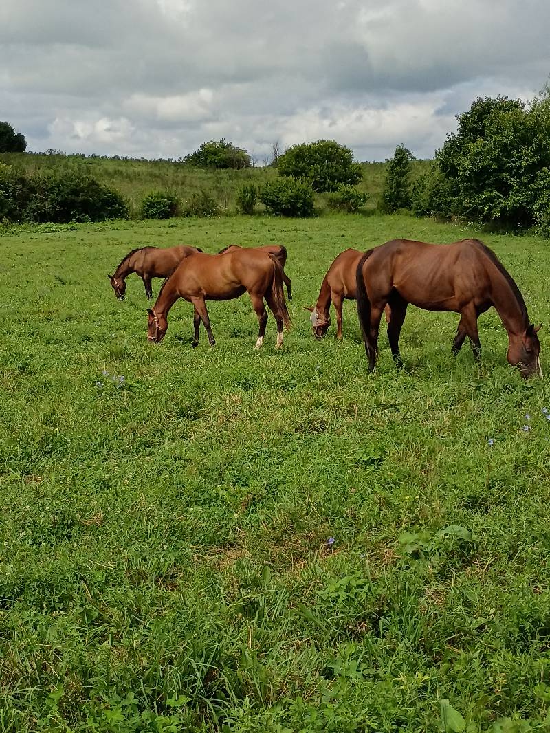 Some of our mares