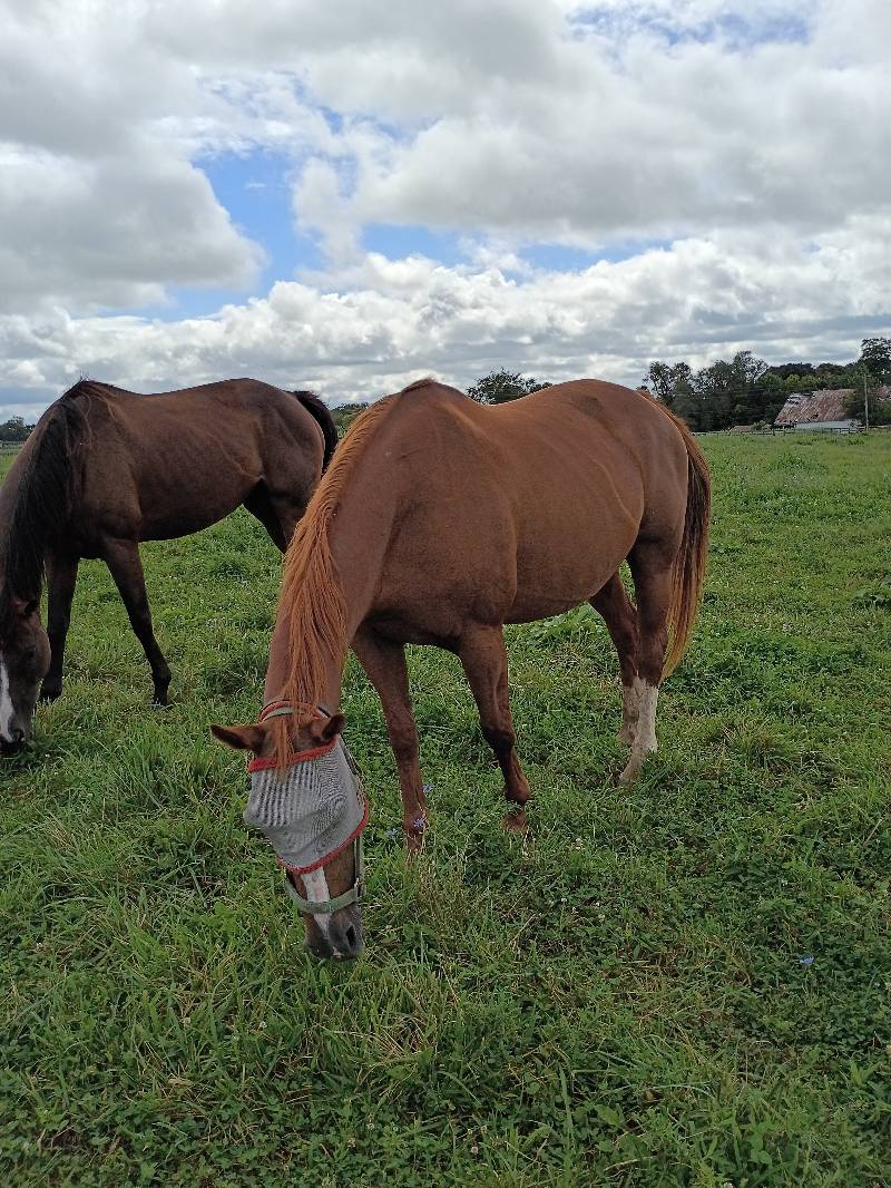 One of our mares