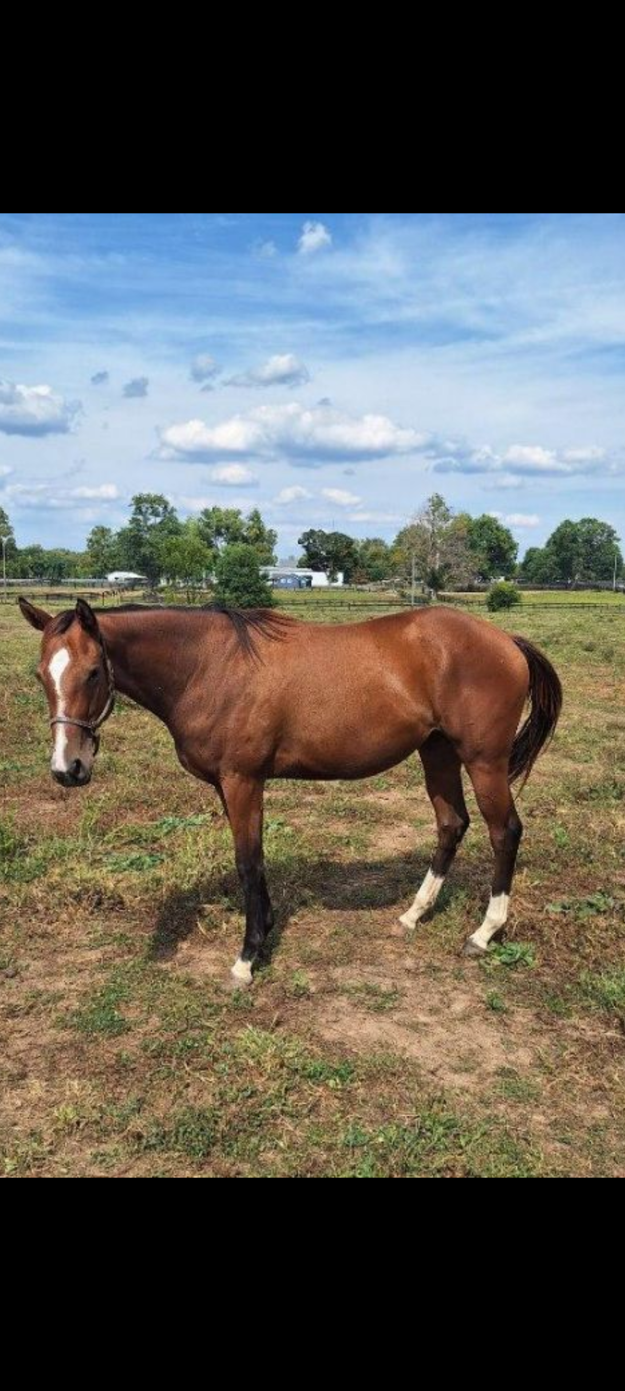 One of our mares