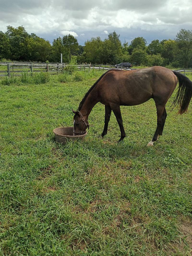 Colt