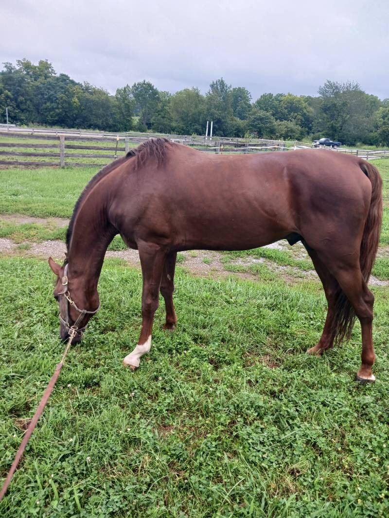 Saddlebred stallion Deeper Shade of wool