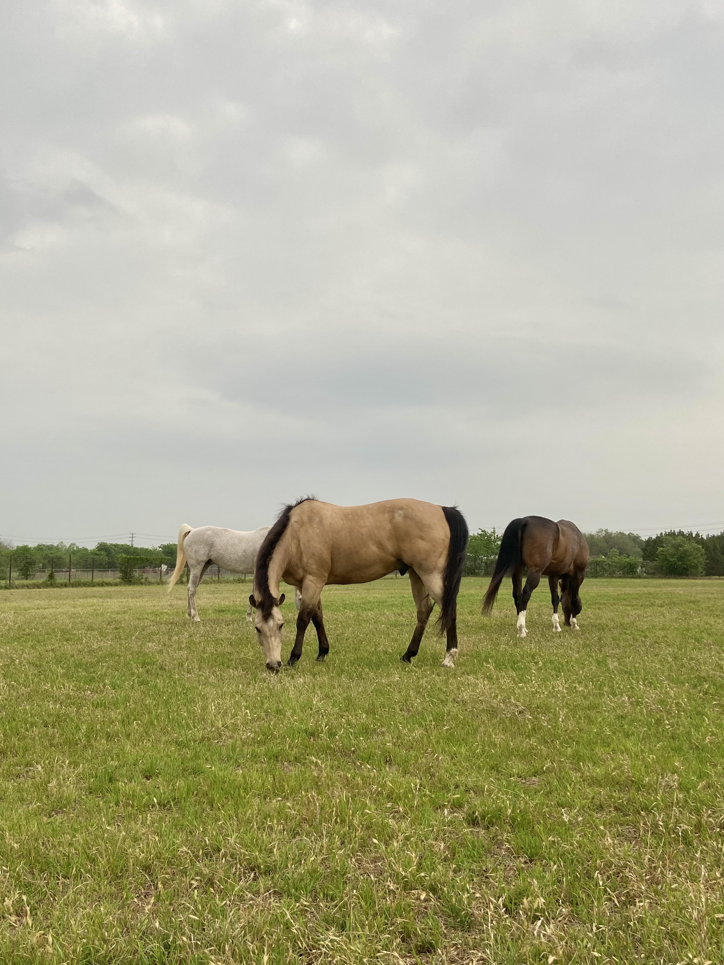 Pasture