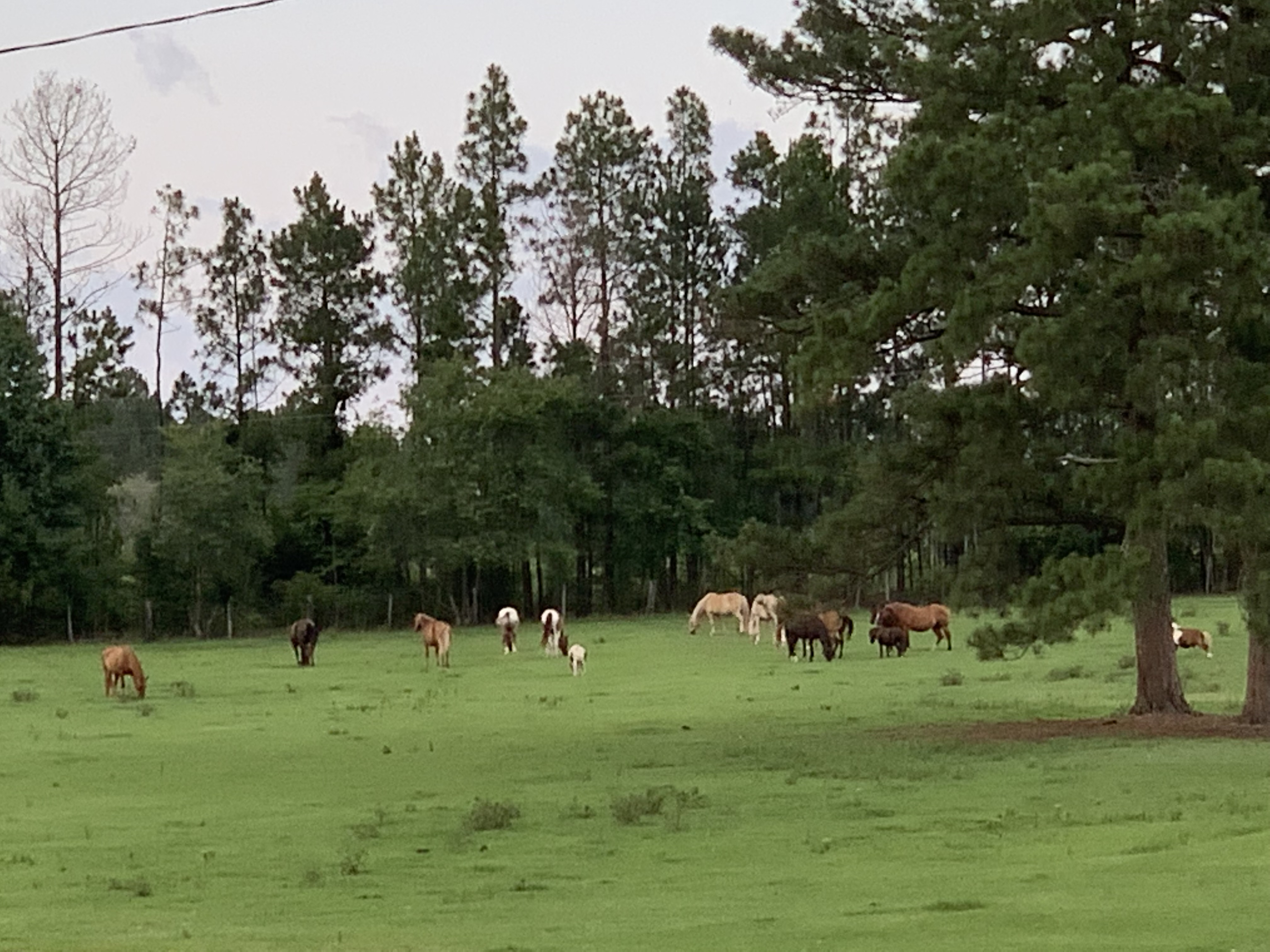 Rolling Hill Ranch