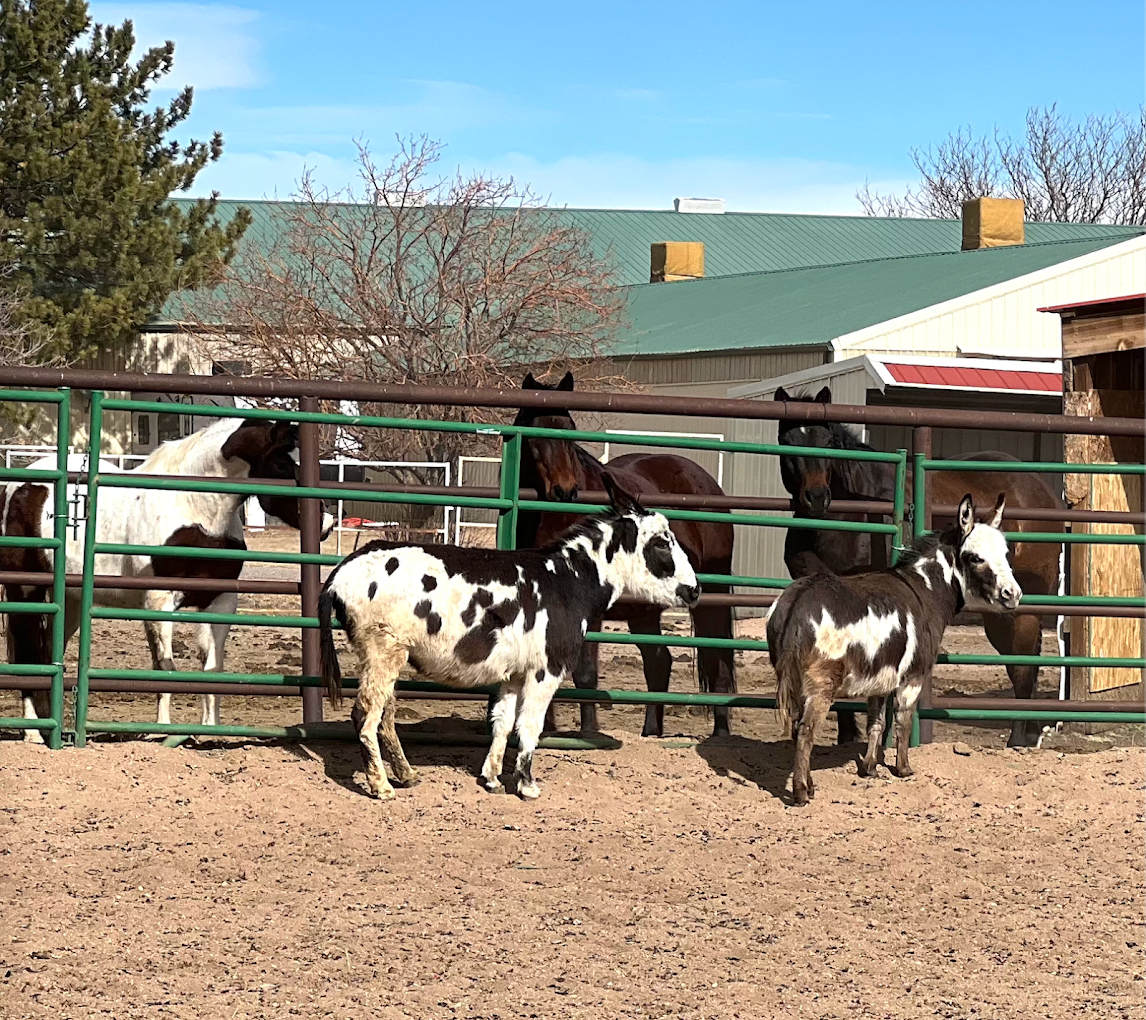Lots of furry friends on property! Including mini donkeys + cows, and chickens with farm fresh eggs